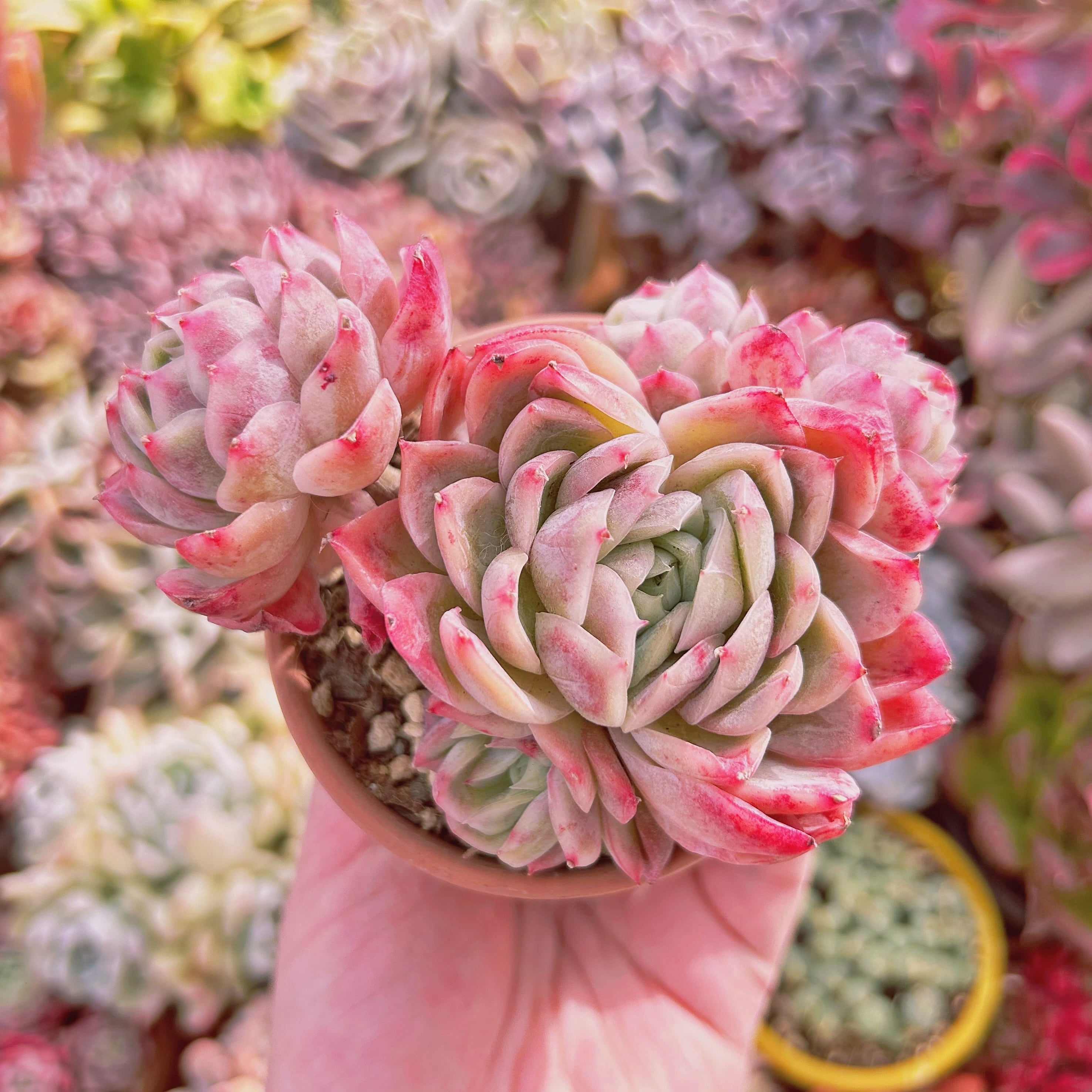 #773現物　多肉植物　Echeveria  落桜　特大