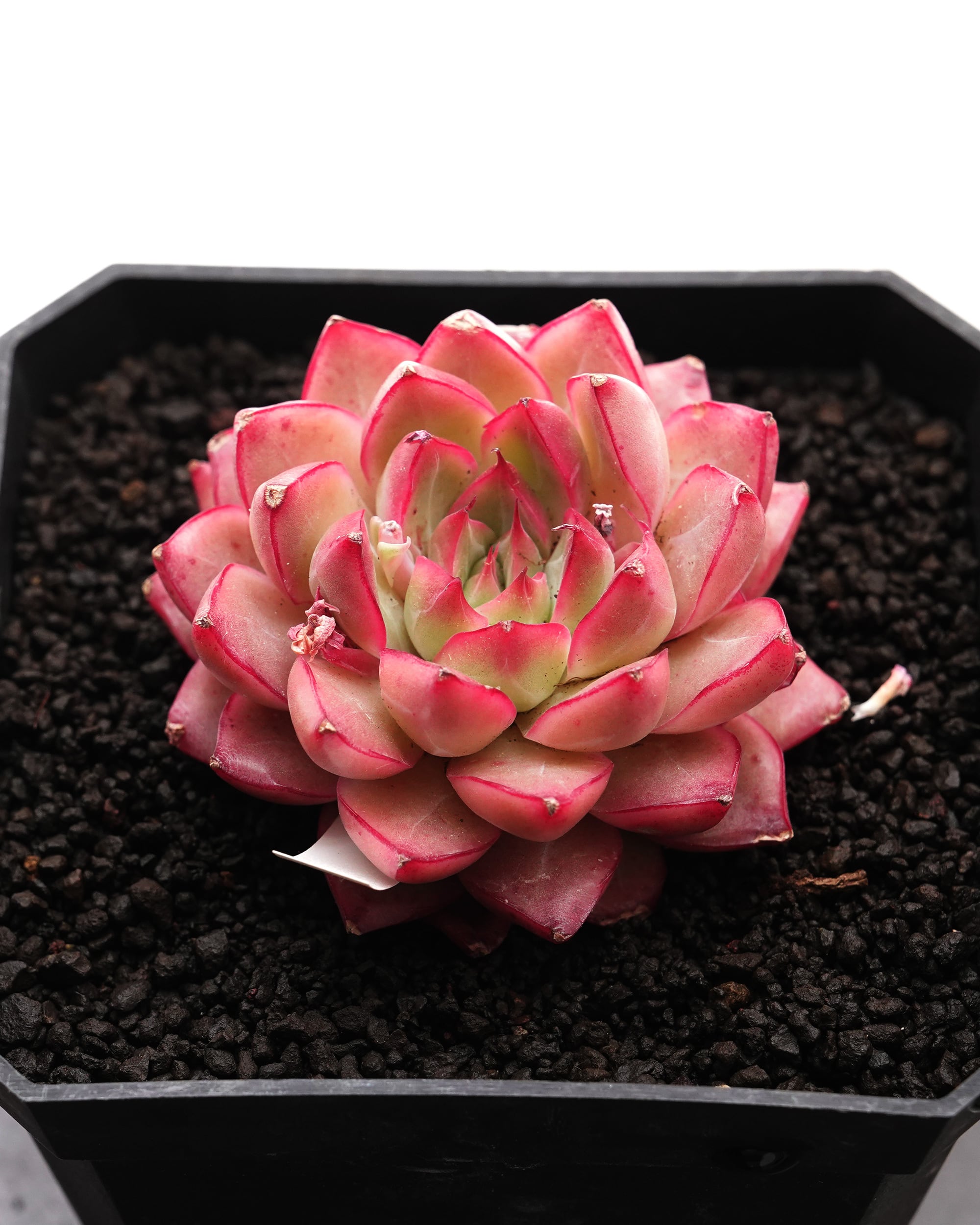 PREMIUM】 【鉢付き】 チャザロイ 長期LED育成株 Agave chazaroi