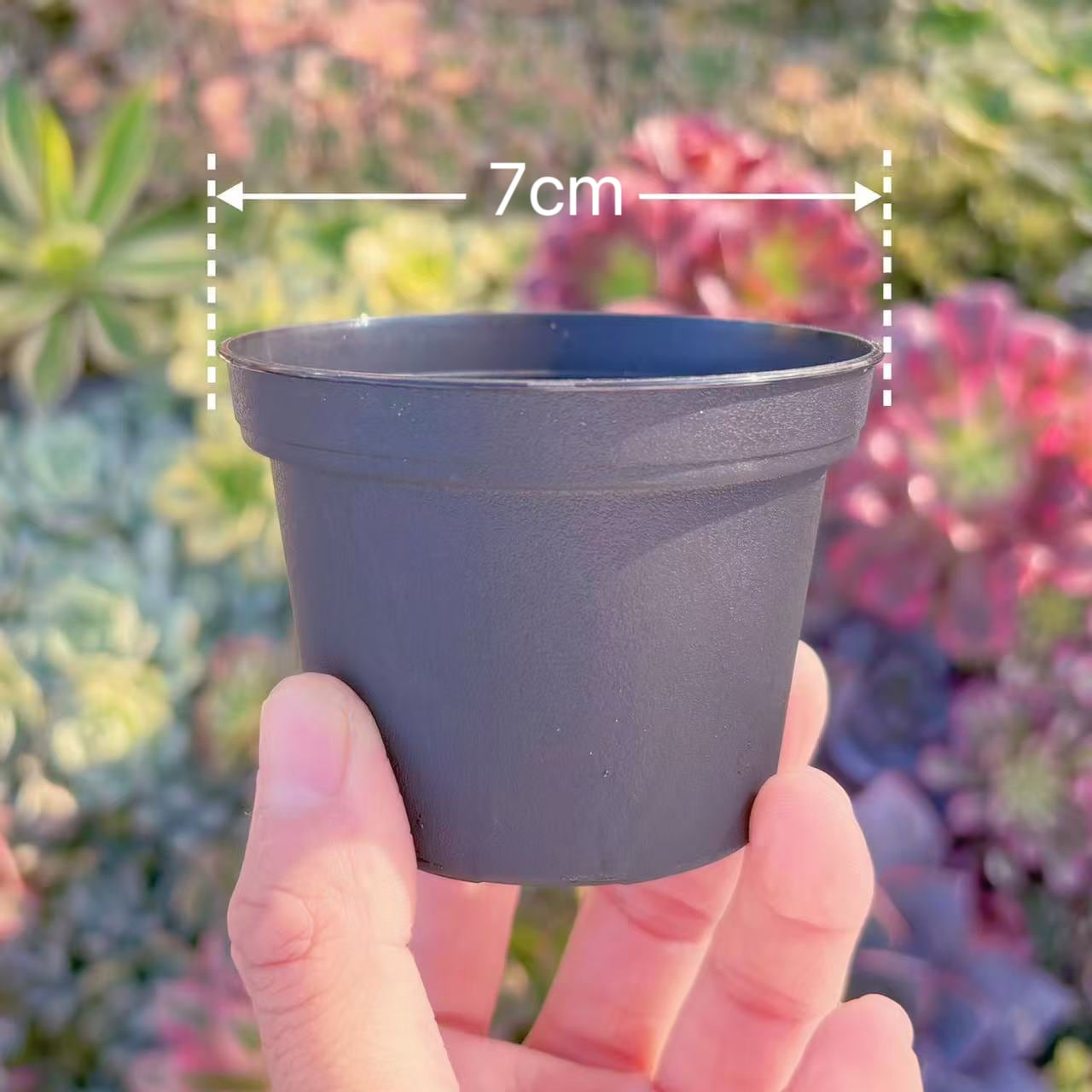 多肉植物　専用鉢7cm　3個セット　るる農園