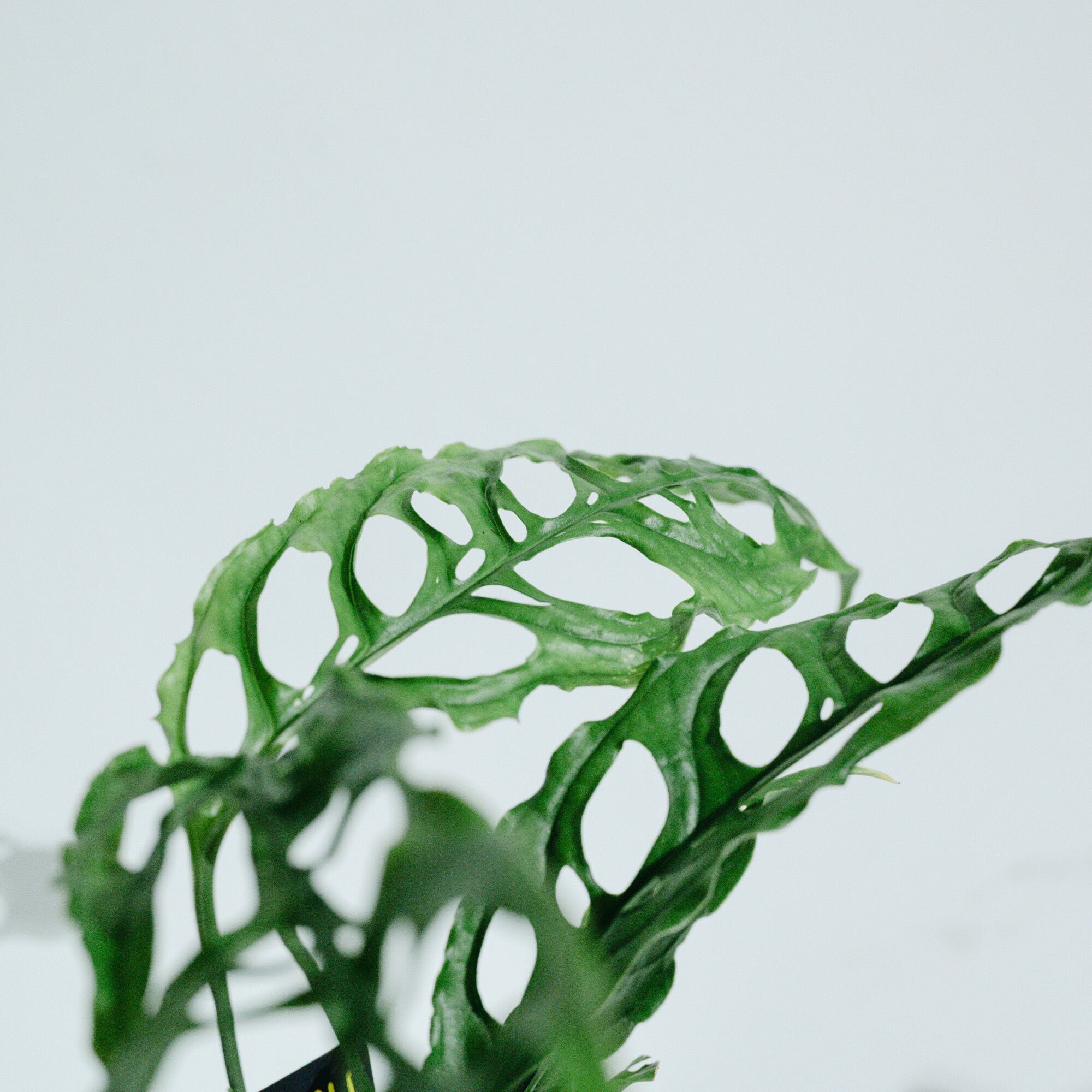 モンステラ・オブリクア・ペルー（Monstera obliqua 'Peru'）_250824