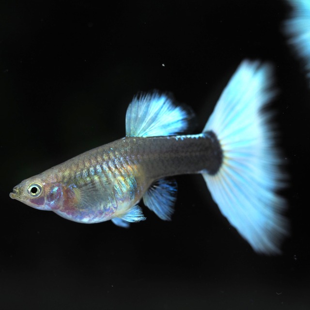 極上種親ドイツイエロータキシード　3ペア