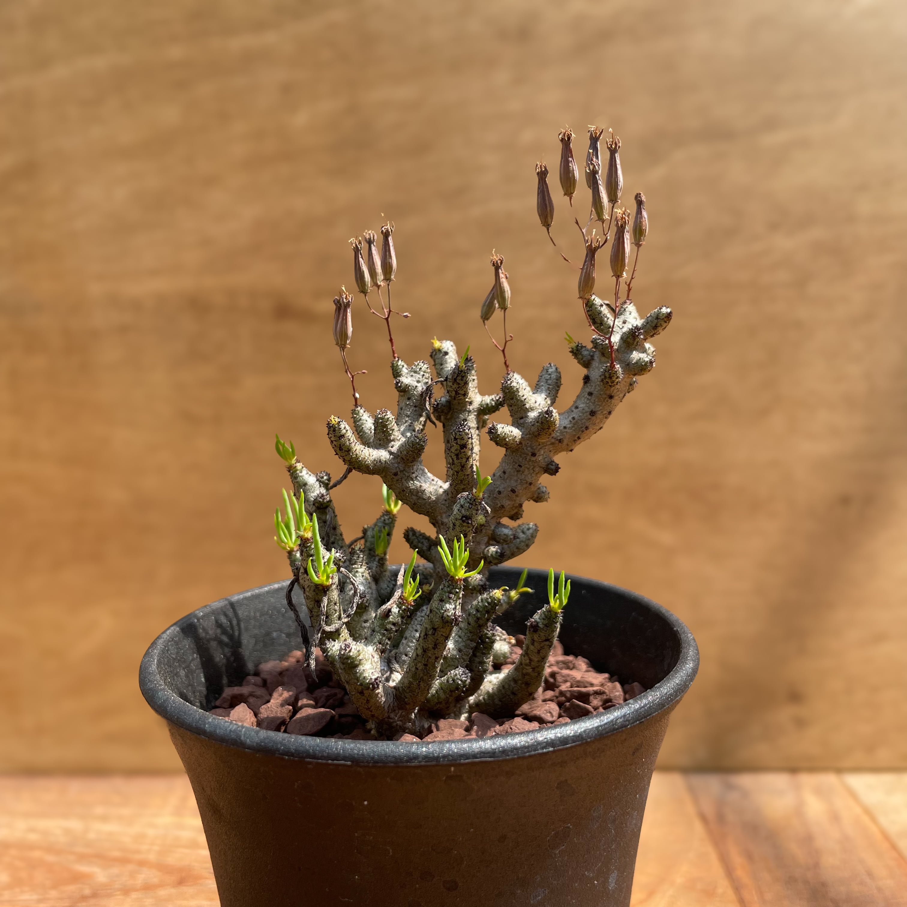 エリオスペルマム アペンディキュラツム 多肉植物 エリオ エリオスペルマム アペンディキュラツム 多肉植物 エリオ