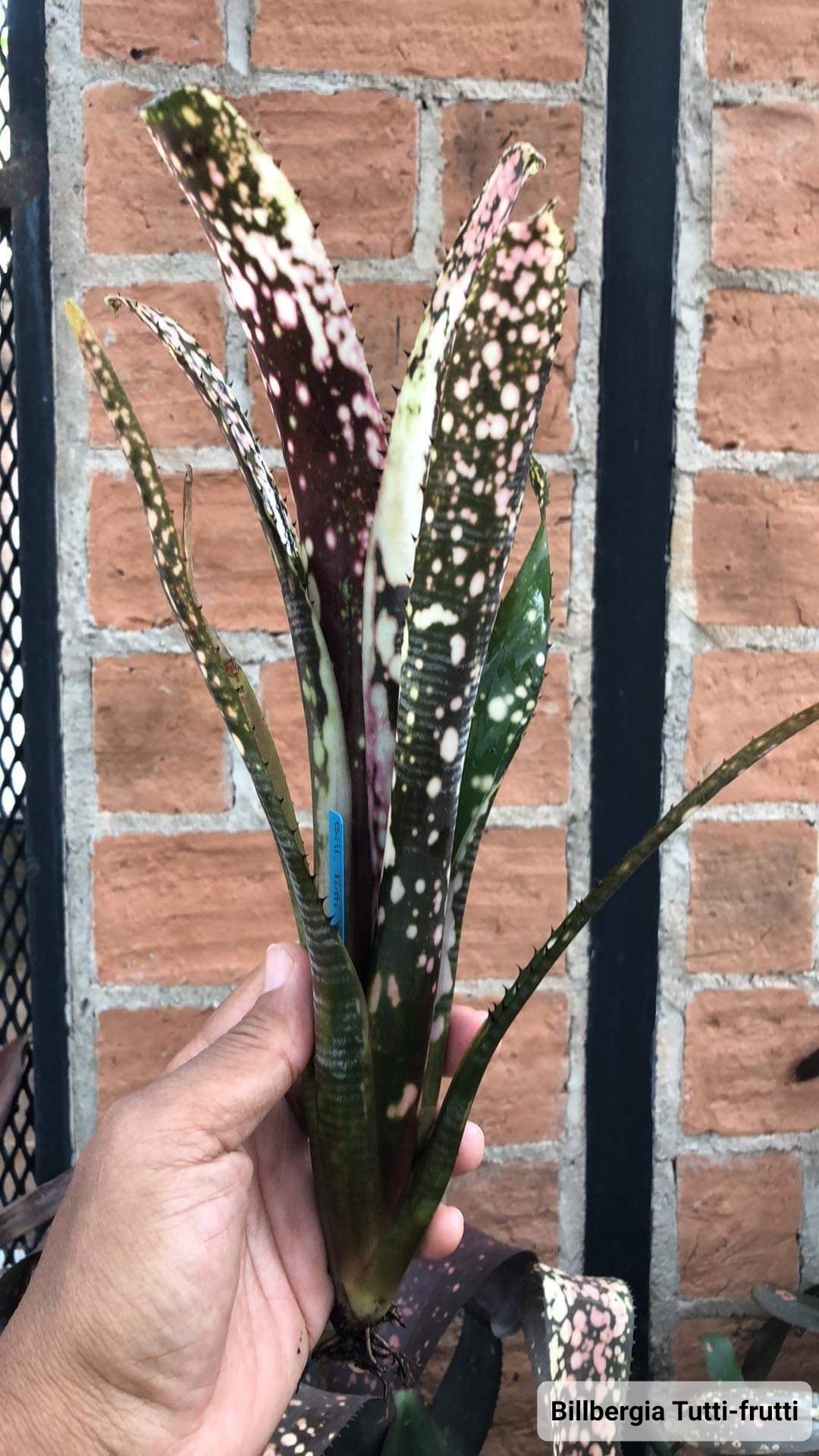 Billbergia Tutti-frutti 【artPLANTs】タンクブロメリア/ビルベルギア