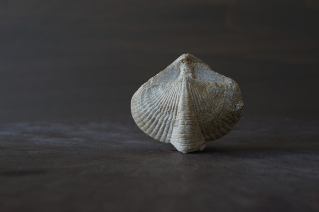 Brachiopod Fossil