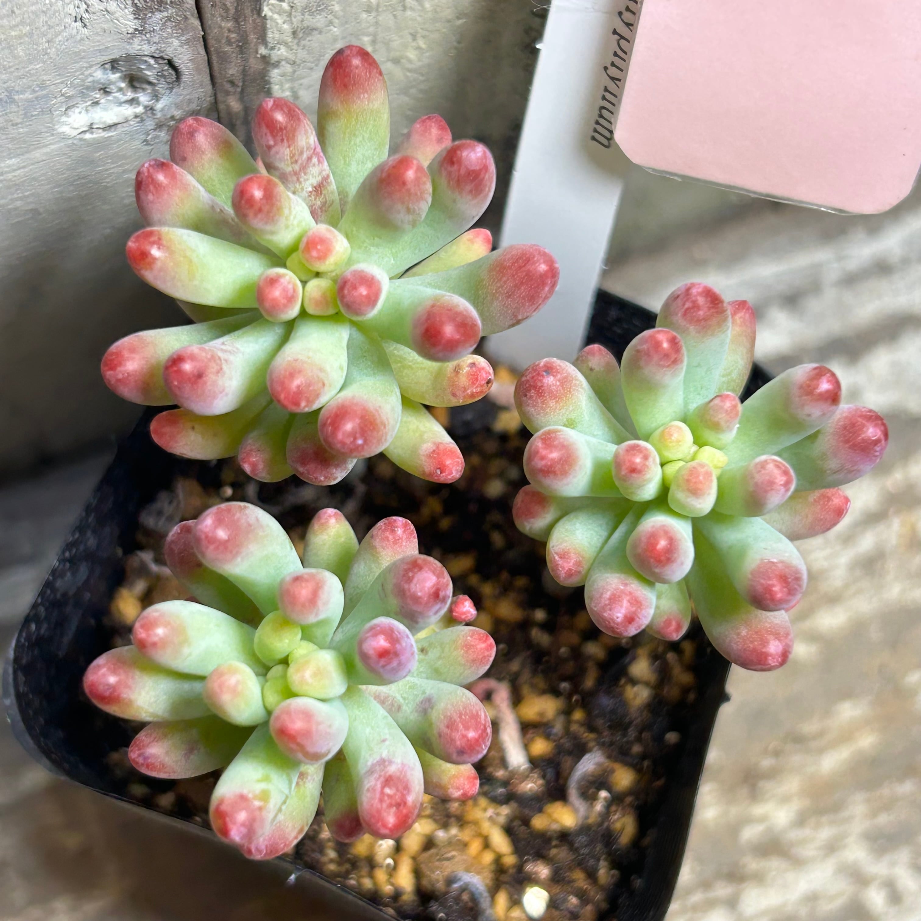 お纏め　多肉植物　乙女心錦　未発根 乙女心 | RuPo 多肉植物専門店