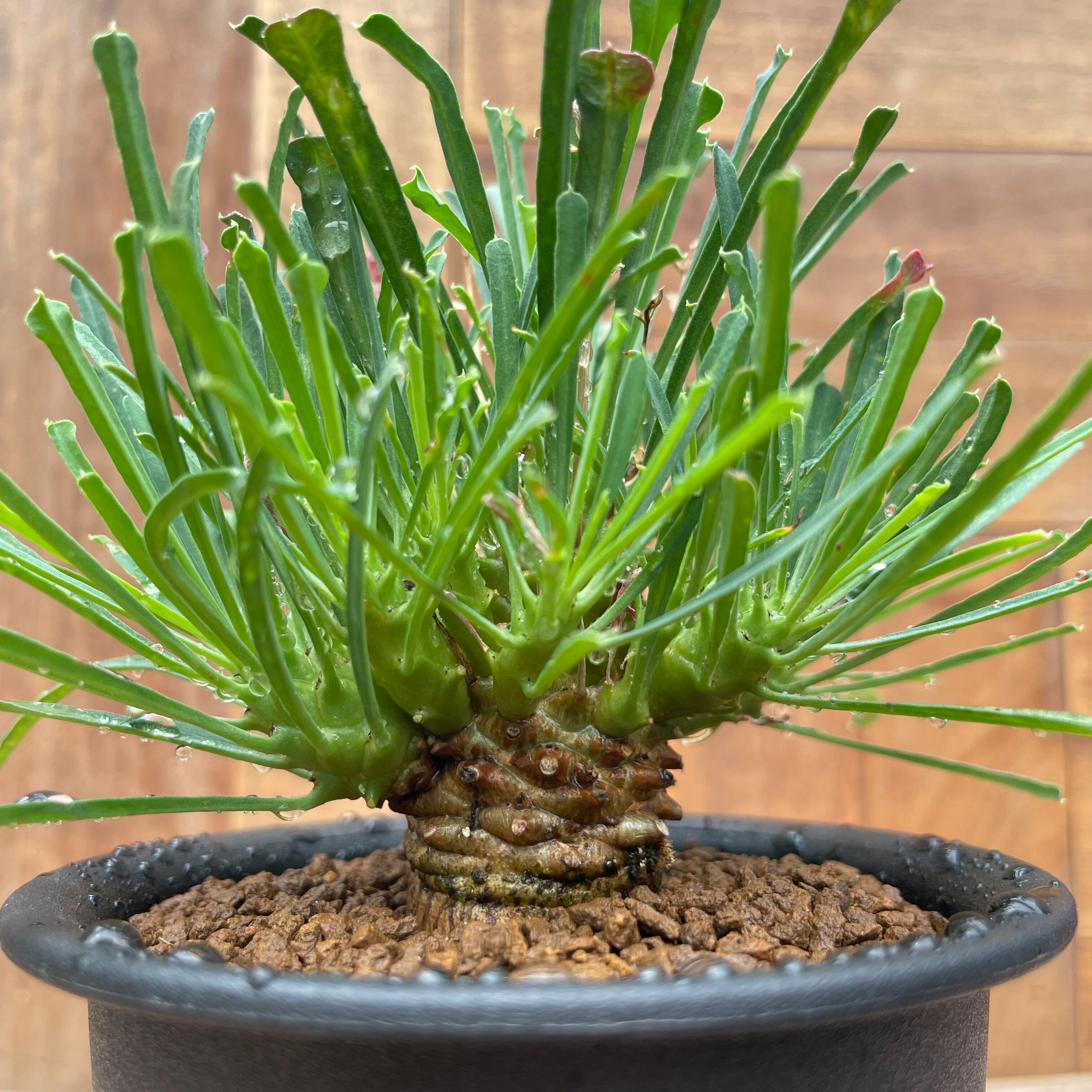 Euphorbia multifolia【ユーフォルビア・ムルチフォリア】 | RIMO