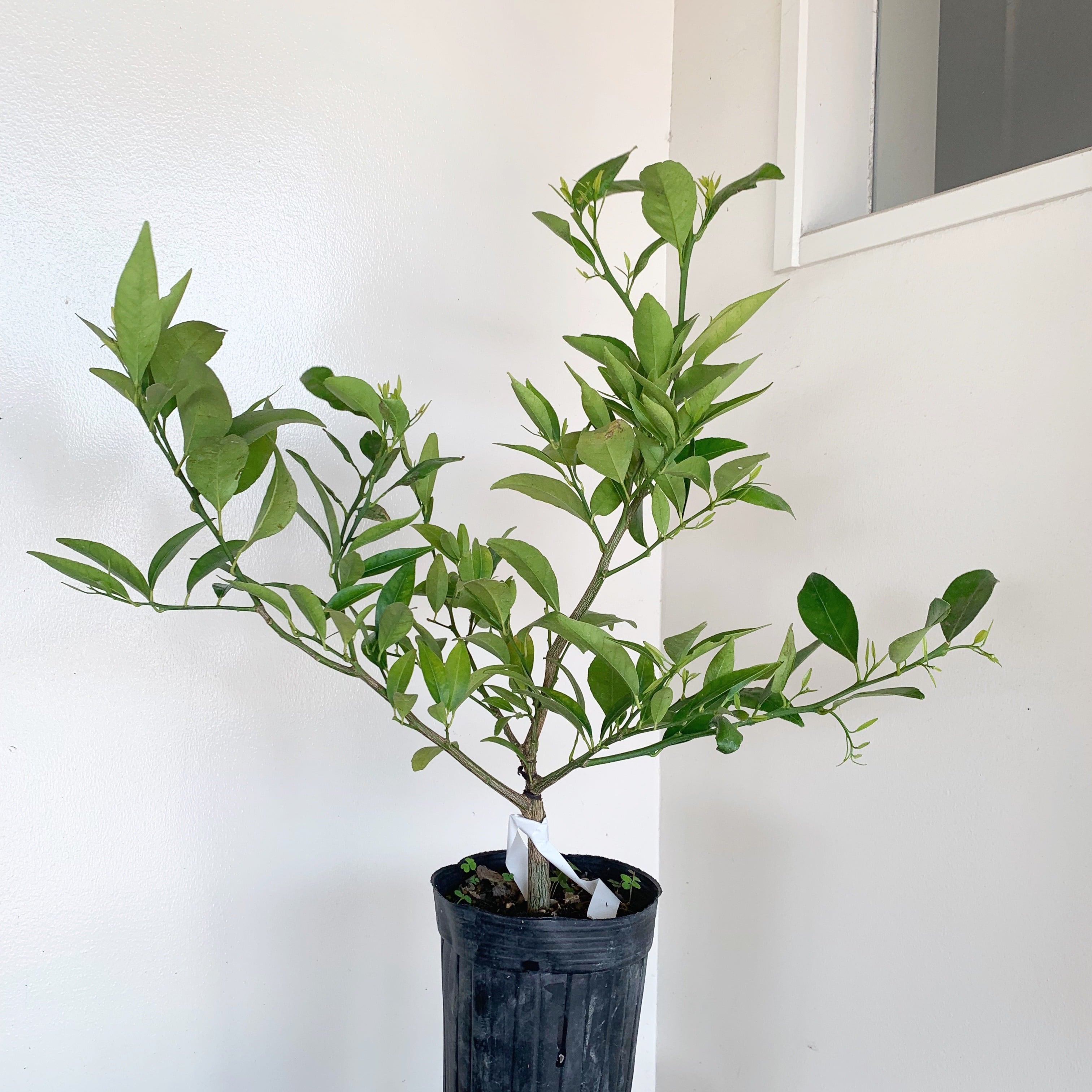 【3月末〜4月上旬頃発送】3年生大和橘の苗木