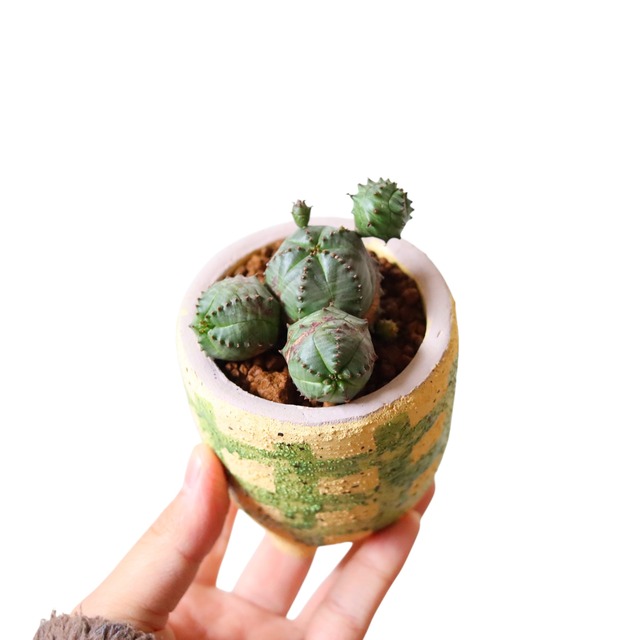 ユーフォルビア オベサブロウ