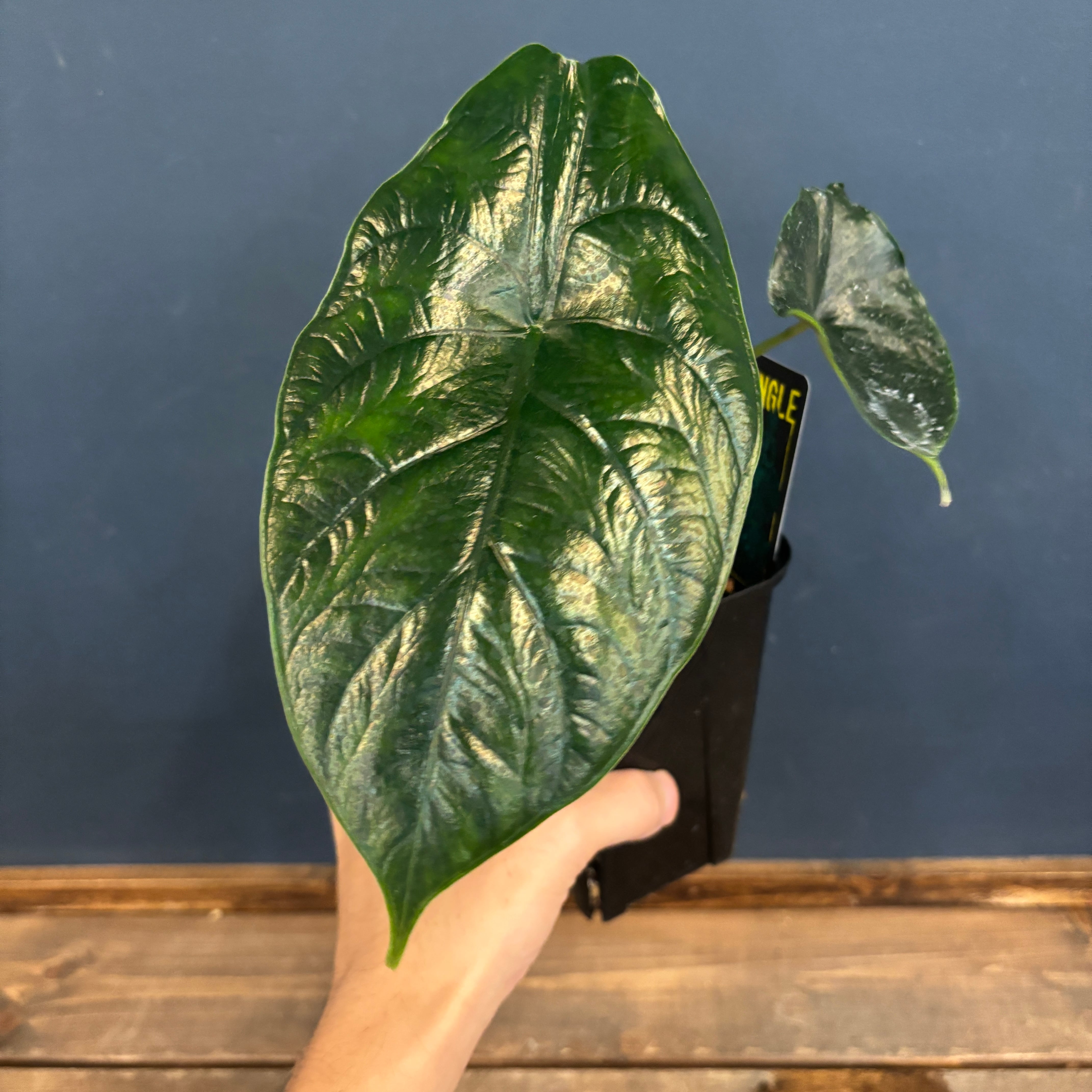 グリーンユニコーン 現品お届け】アロカシア アロカシア　グリーンユニコーン Alocasia Unicon Green cv その他観葉植物