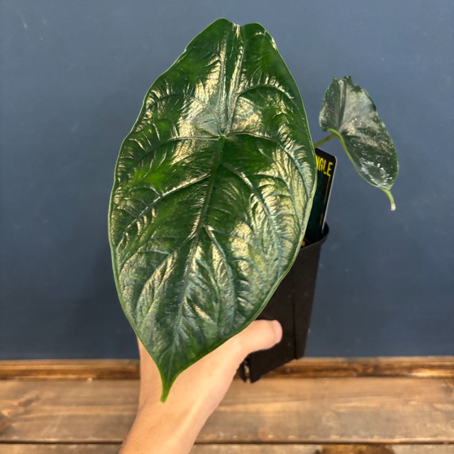 【クリアランス】アロカシア　グリーンユニコーン【569】