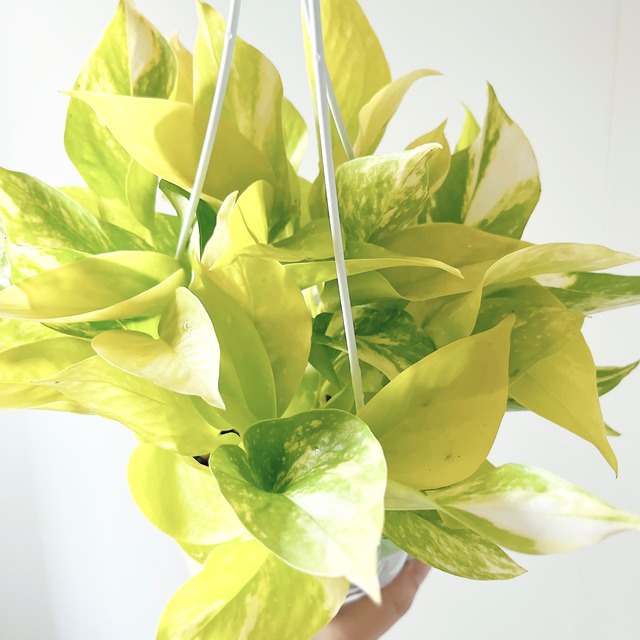 【新品種】希少ポトス テルノカグヤ 観葉植物 吊り下げ calm cafe
