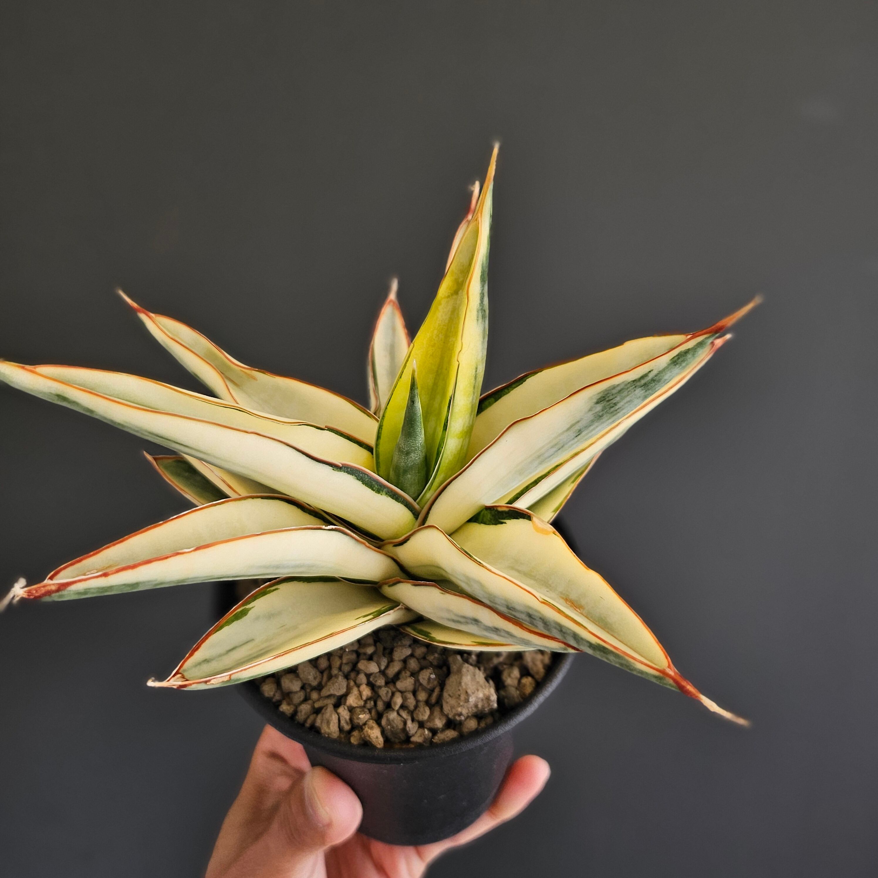 Sansevieria Chanin（サンスベリア チャニン） | Plants Baka