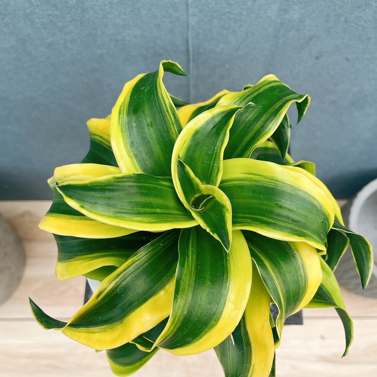 現品］【希少】80番 ドラセナ トルネード 斑入り 5号 観葉植物 室内