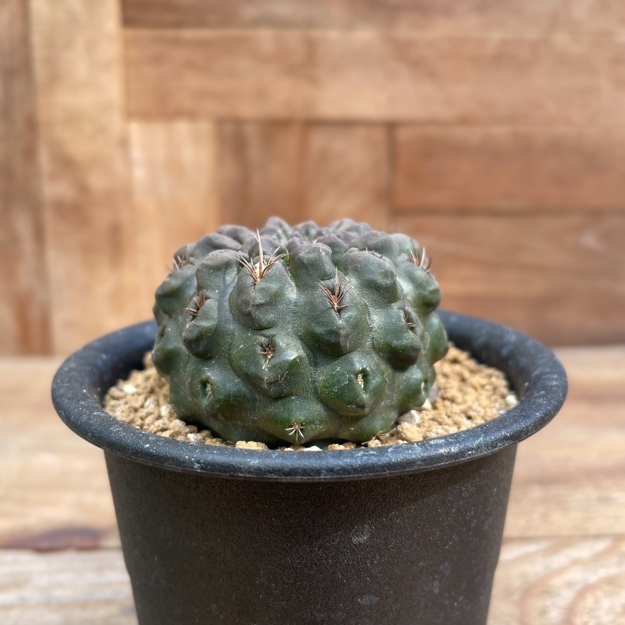 Neochilenia dimorpha【ネオチレニア・デォモルファ・実生】