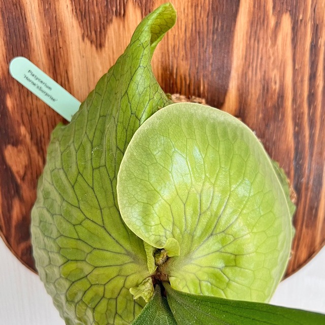 ビカクシダ ホーンズサプライズ 着生板大サイズ 板付 【観葉植物 室内 コウモリラン】