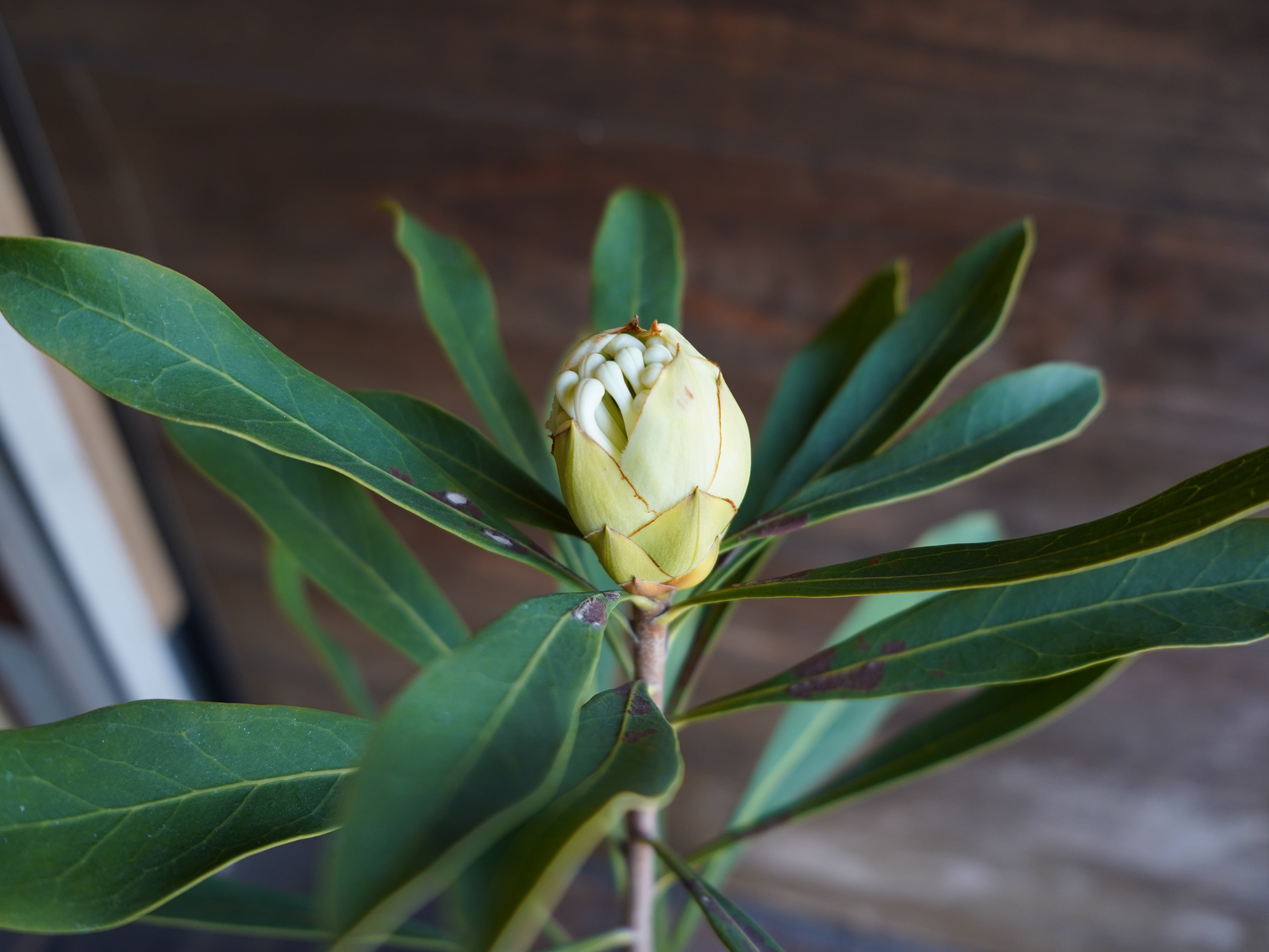 【現物】テロペア　”シェイディレディホワイト”　5号　A