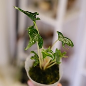 Alocasia 'Holy Grail'|アロカシア・ホーリーグレイル|観葉植物