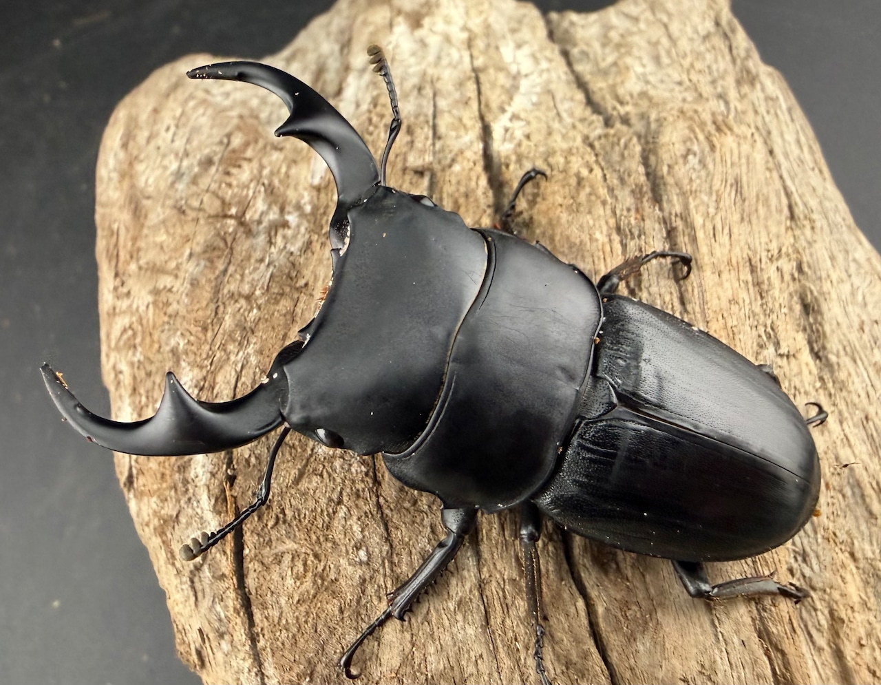 【WD】大型《パラワンパリーオオクワ 65.5mm ペア》