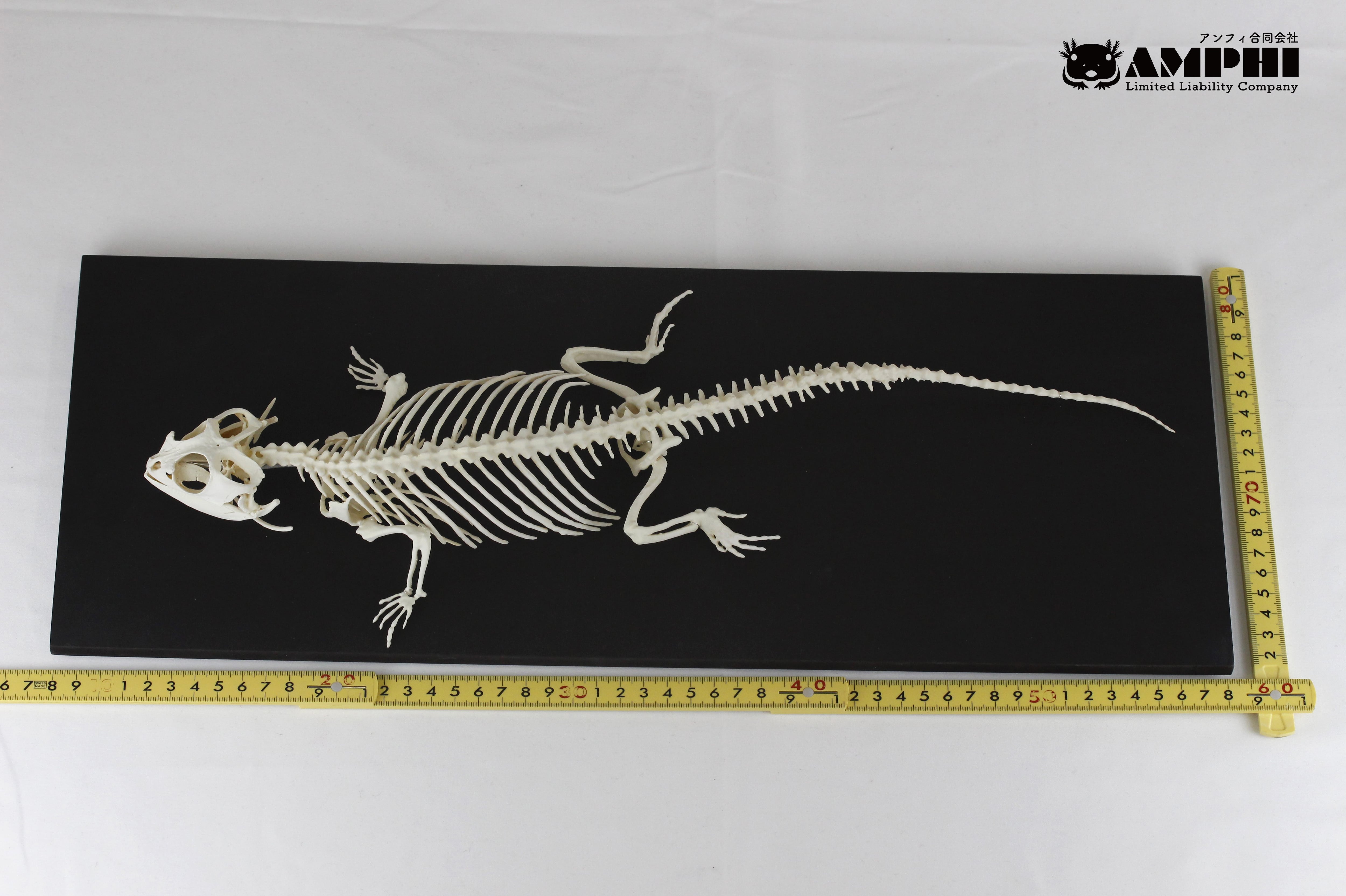 フトアゴヒゲトカゲ 原寸大全身骨格レプリカ bearded dragon フトアゴヒゲトカゲ 原寸大全身骨格レプリカ bearded dragon