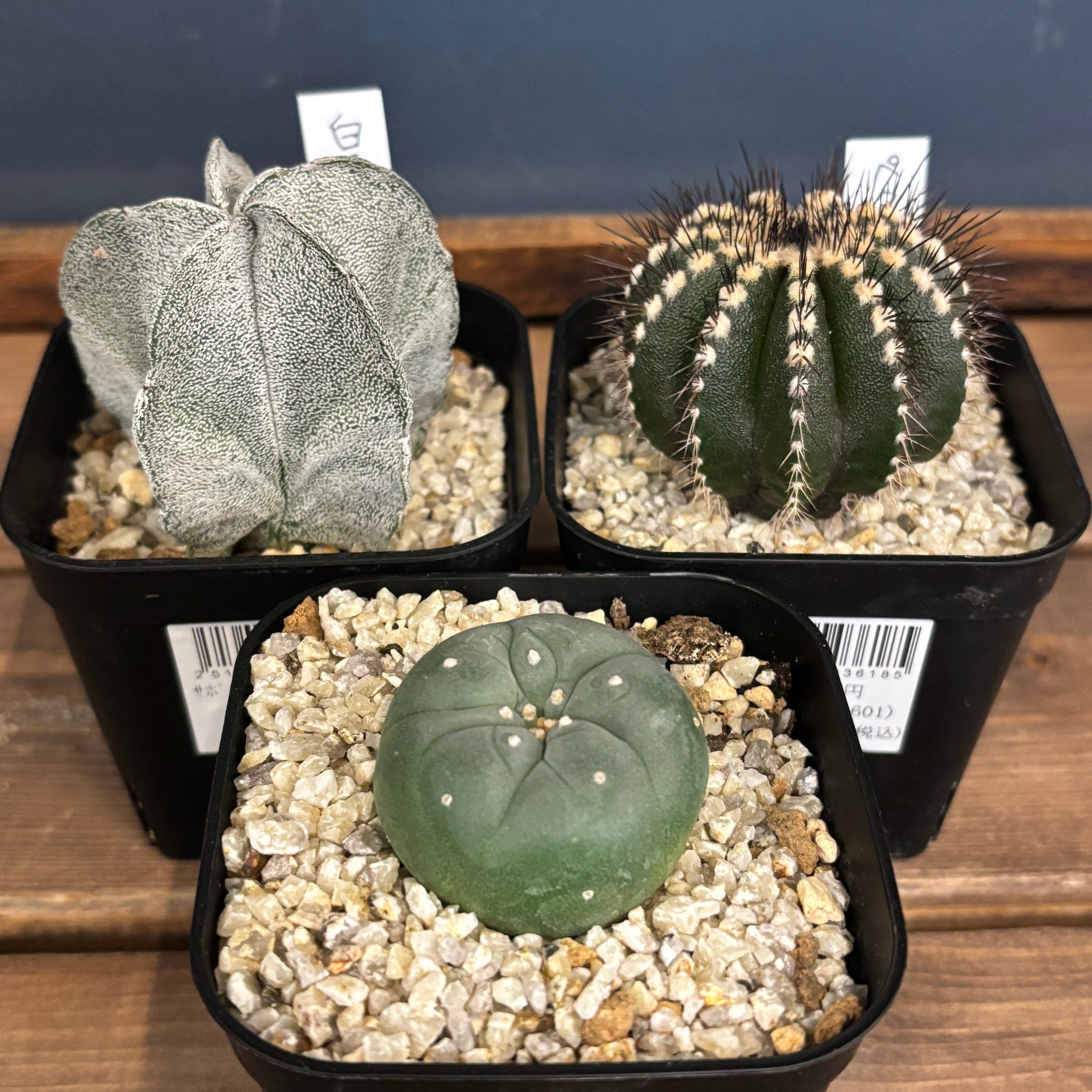 アガベ オテロイ 実生 アガベ オテロイ 実生【399】 | PROTOLEAF プロトリーフ