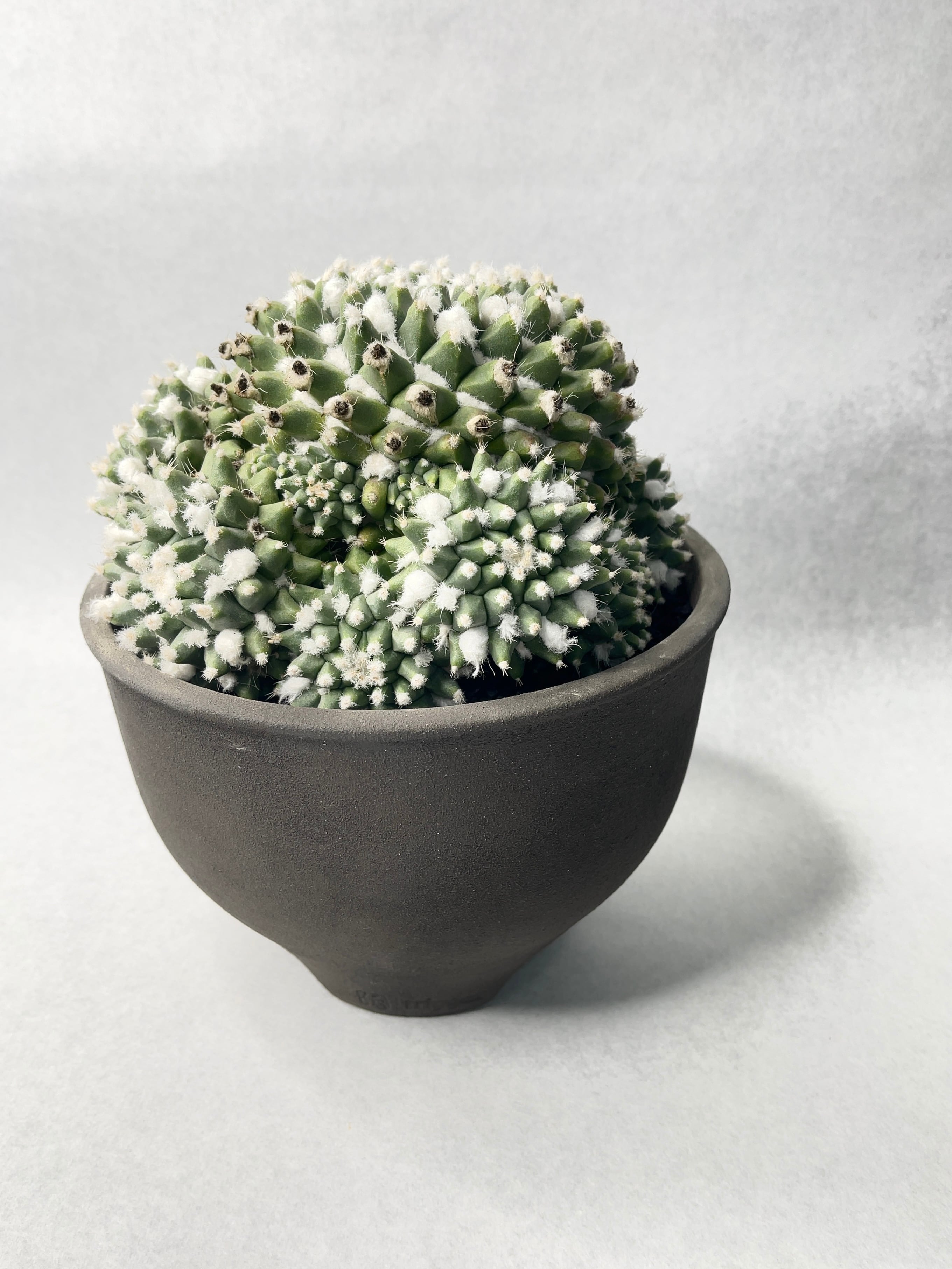 マミラリア・エルサム | trigger