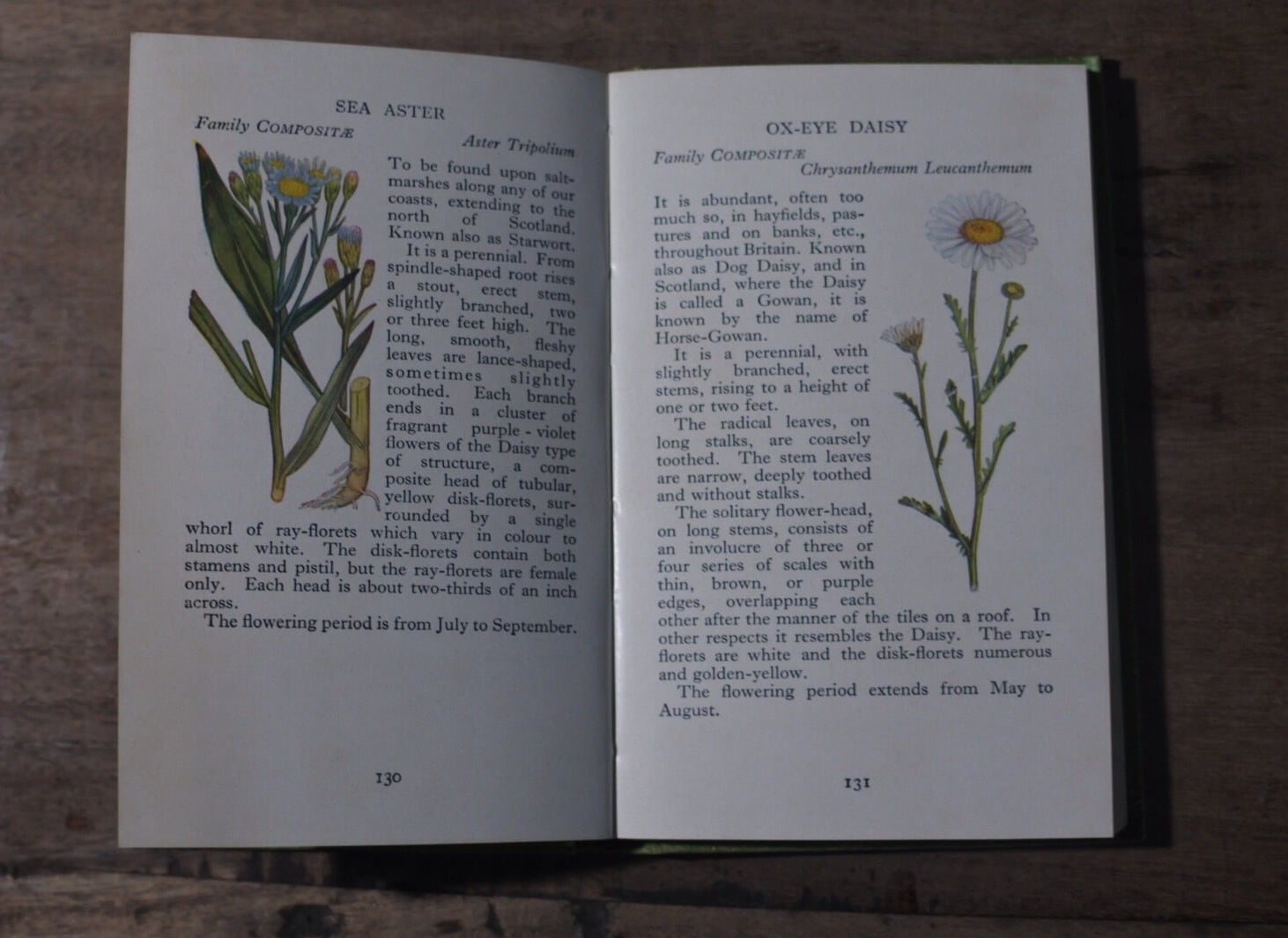 洋書 古書 The Observer's Book of Wild Flowers W. J. Stokoe