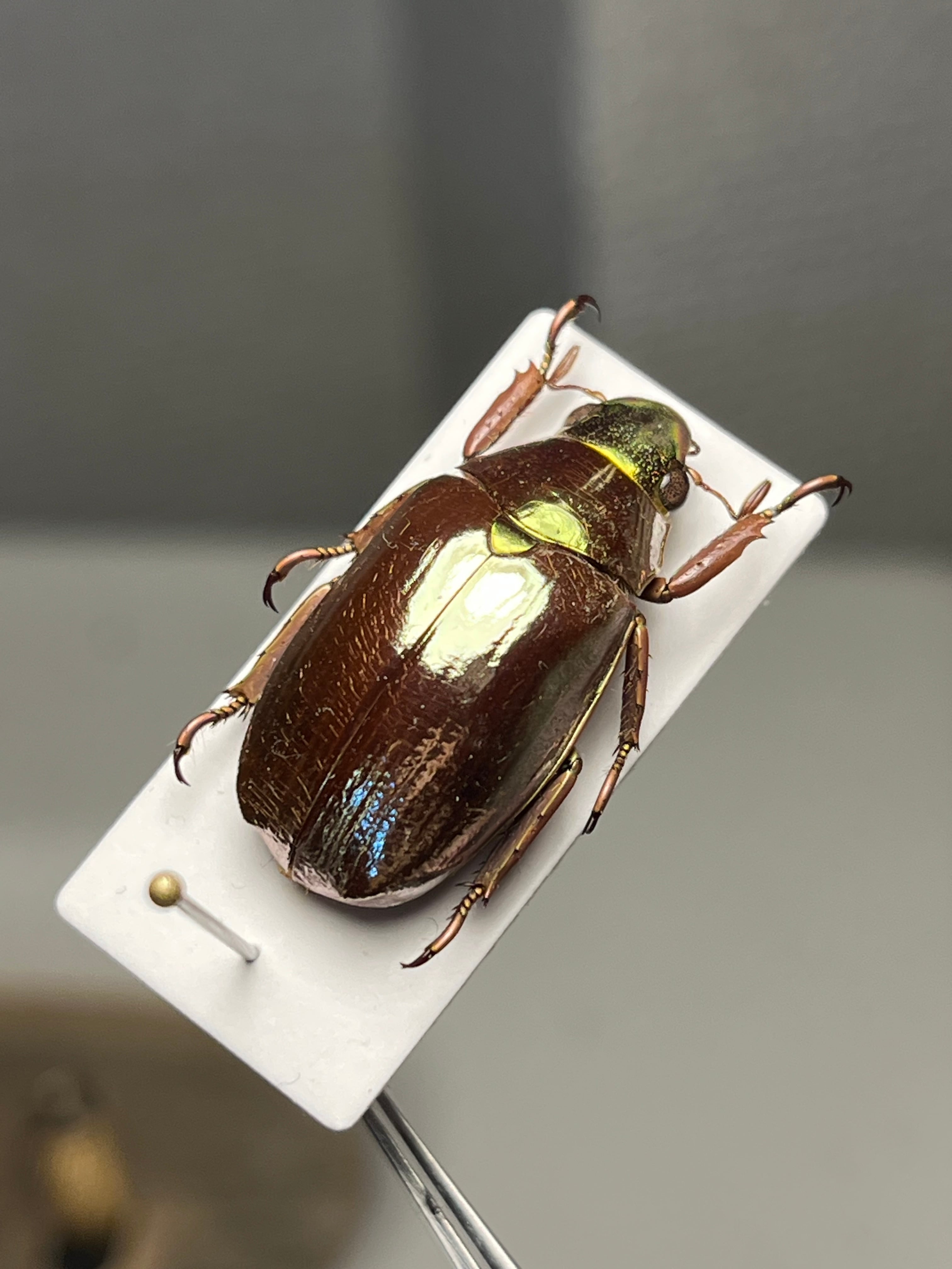 【43mm】カブトハナムグリ コガネムシ プラチナコガネ カナブン　昆虫標本 23mm】オプティマプラチナコガネ 標本 頭が金！カナブン ウグイス