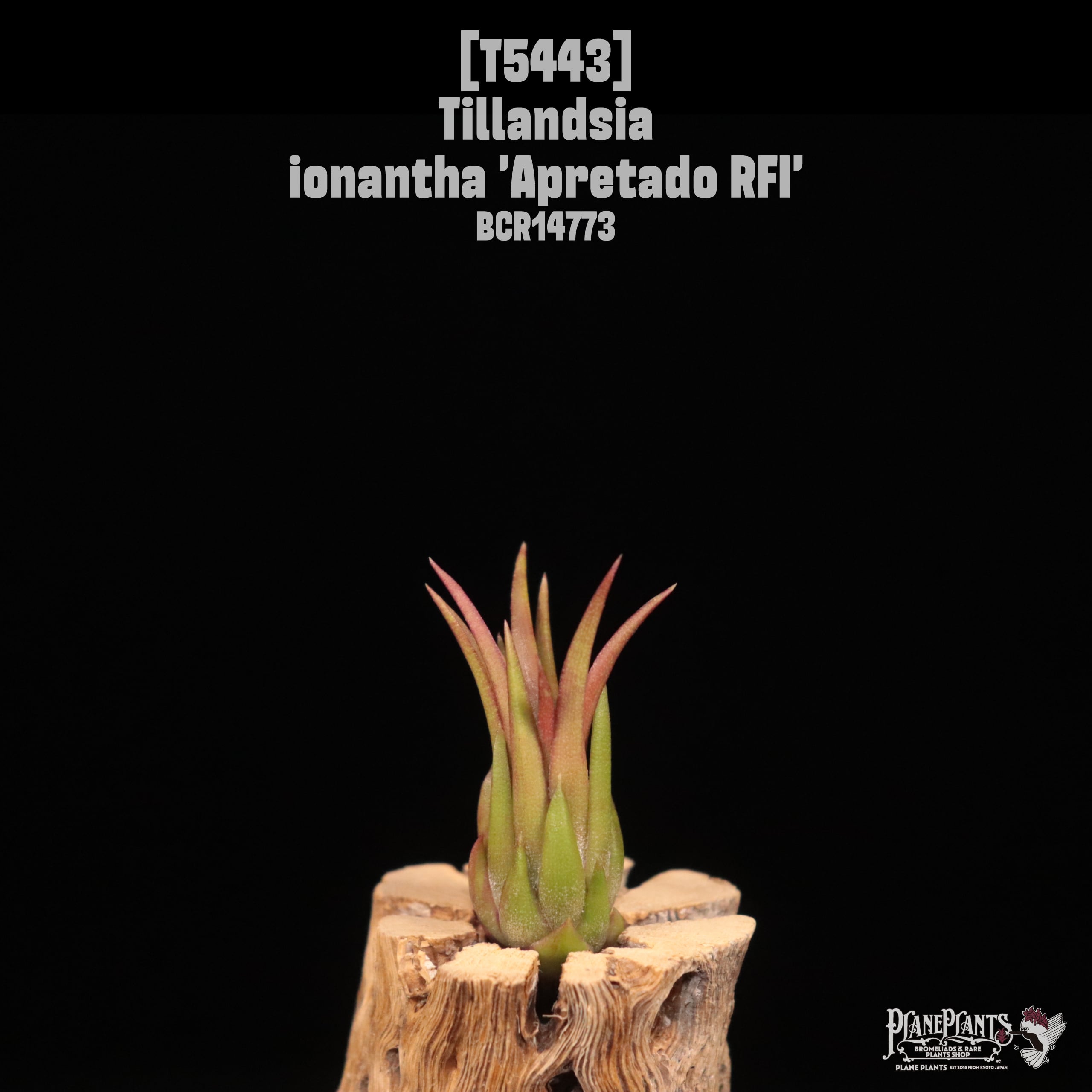 ionantha | plane plants