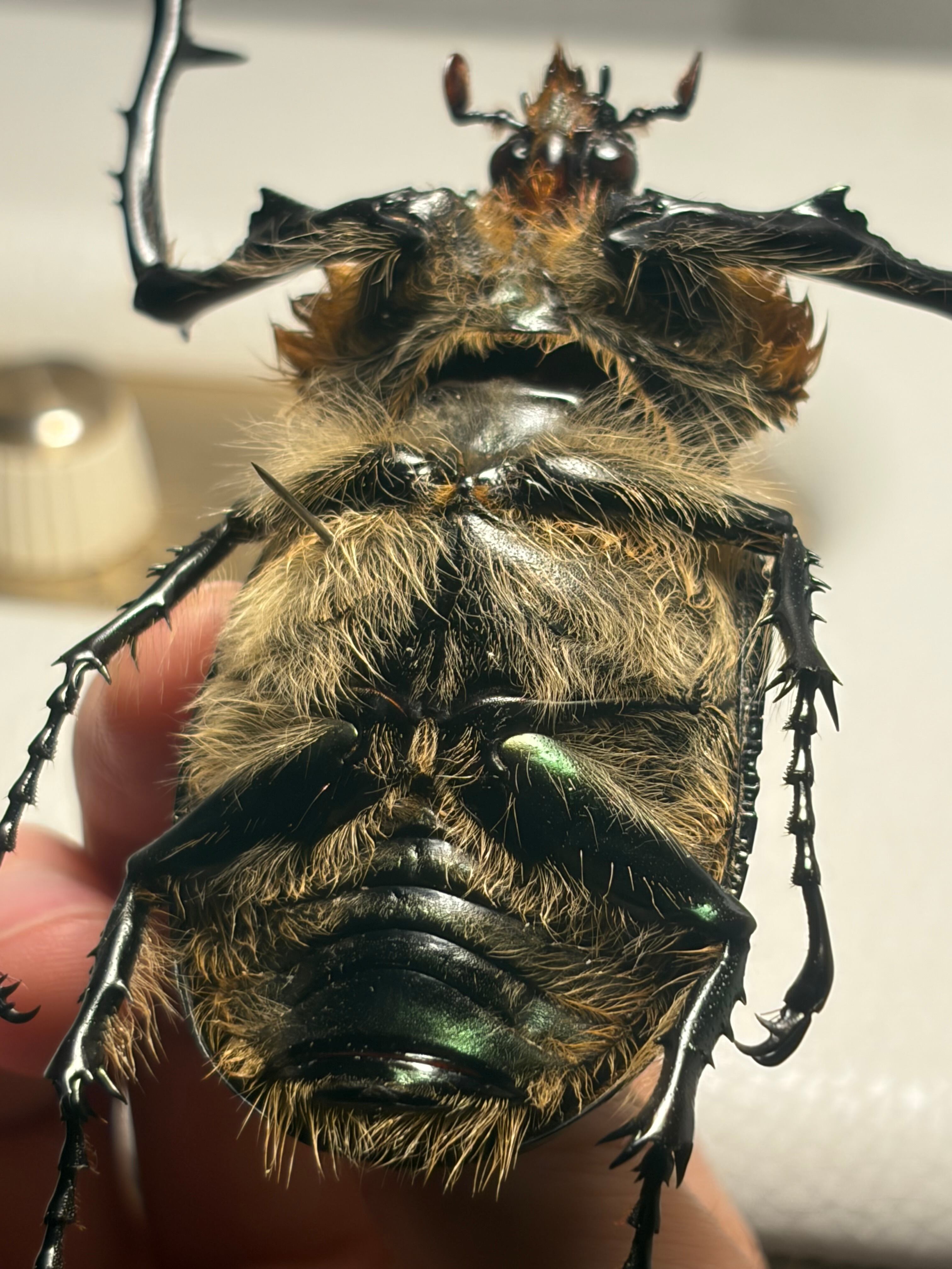 68mm】祈り拝むヤンソニーテナガコガネ カメムシサシガメ甲虫標本