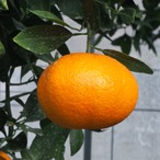 甘平（かんぺい）　2Lサイズ　約12玉（約3キロ）
