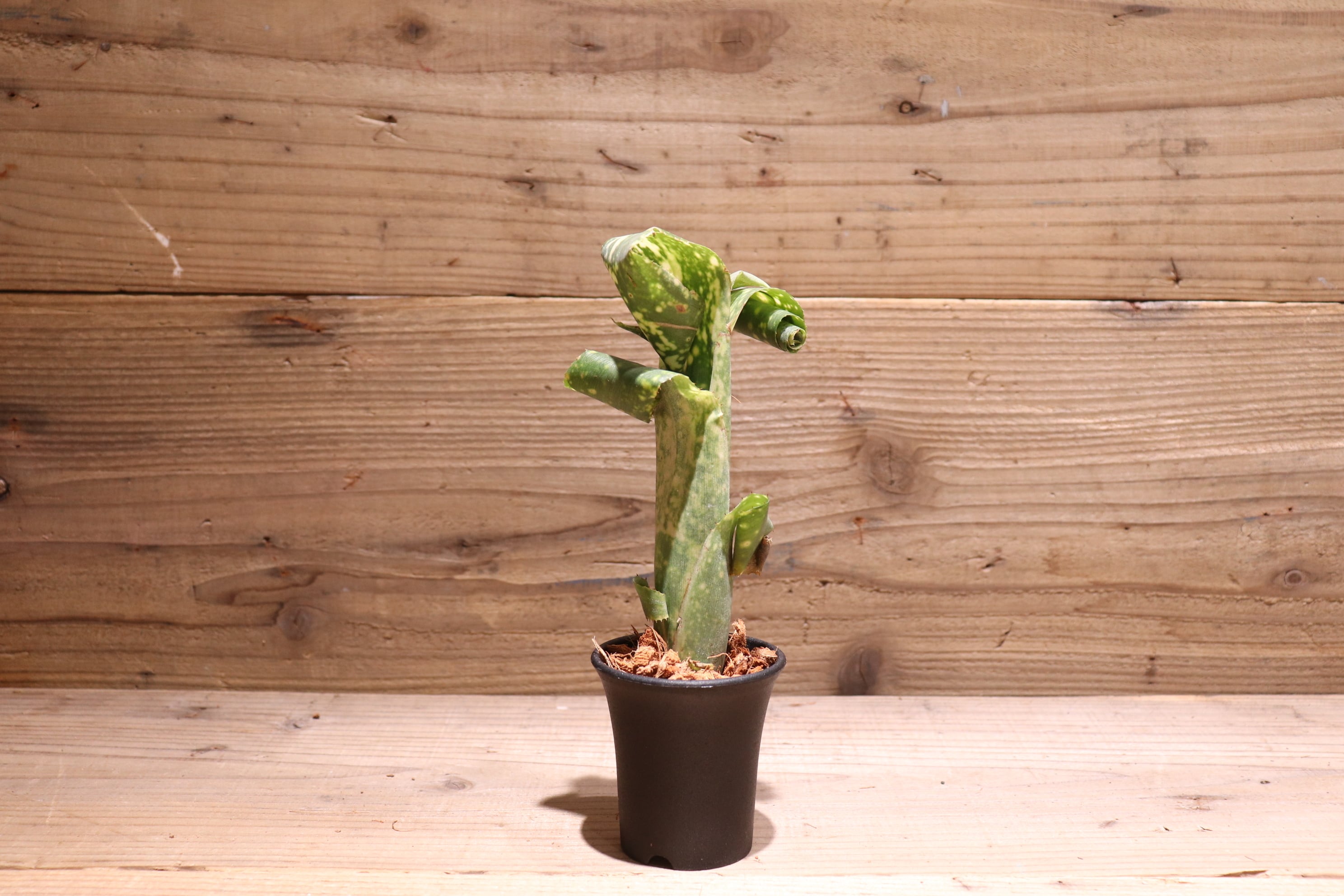 (5/29まで) ビルベルギア まとめ売り(値下げ済 送料無料】Billbergia leptopoda〔ビルベルギア〕現品発送B0058