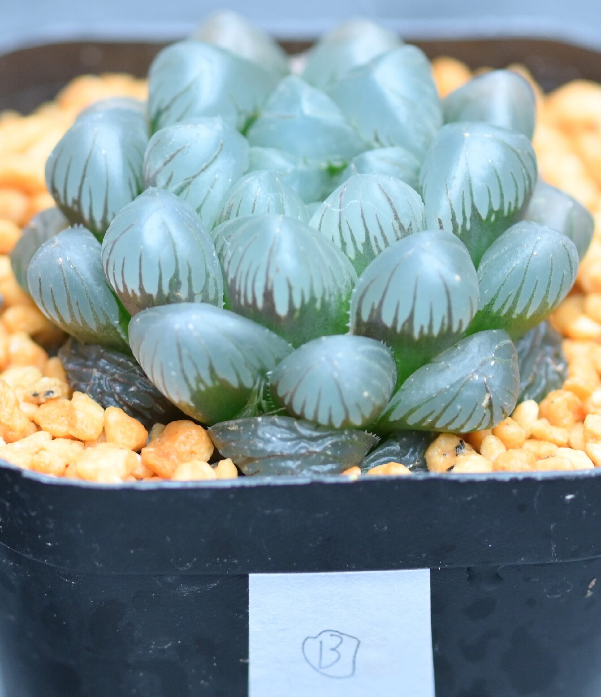 ハオルチア オブツーサ OB1【4】Haworthia obtusa ない