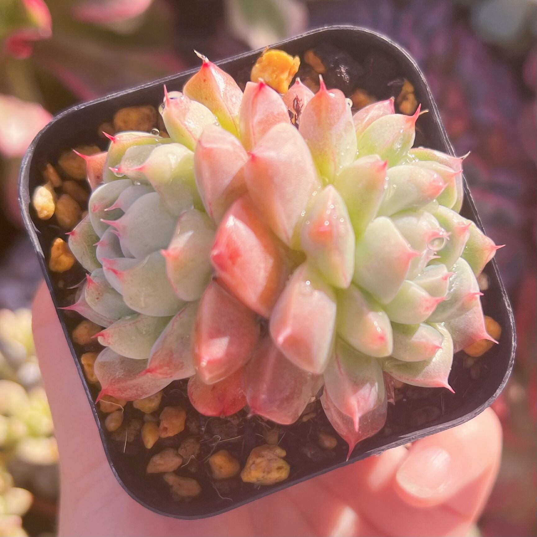 現品　アルバビューティーxルビン#778　るる農園