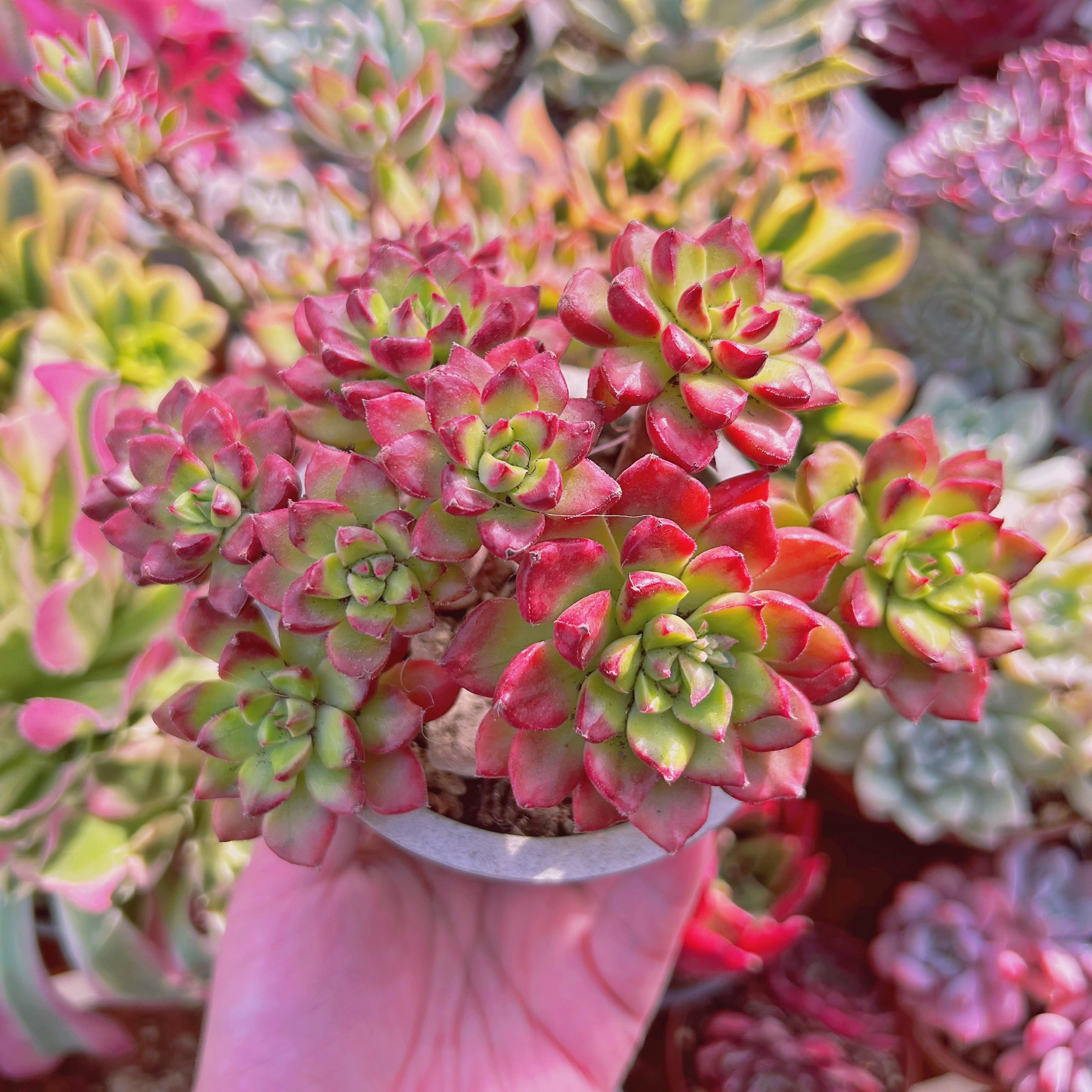 現物 多肉植物 レティジア錦 特大 | るる農園~多肉植物専門