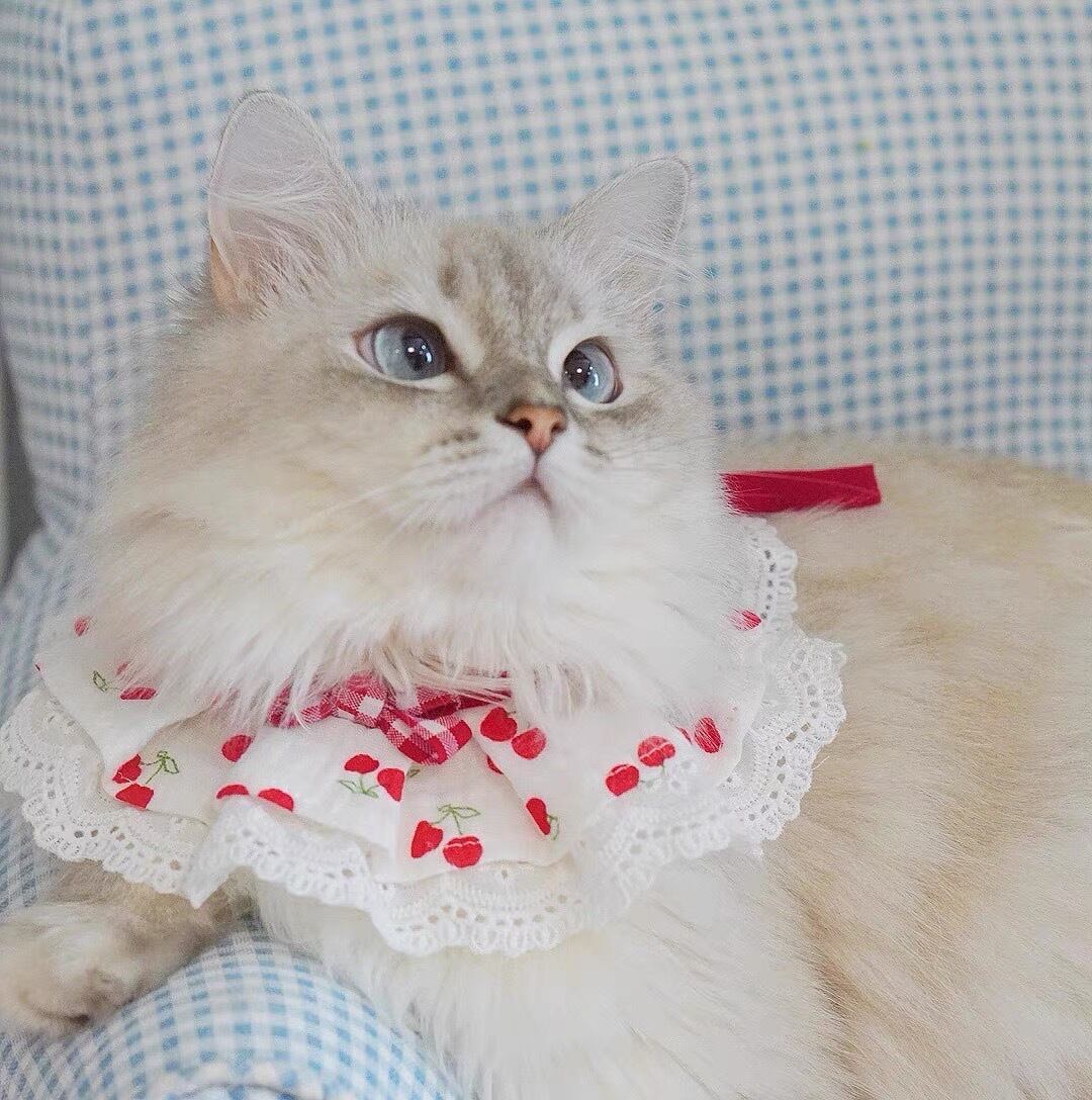 さくらんぼリボンエプロン 猫 すたい 付け襟 猫グッズ | nyanpets 猫