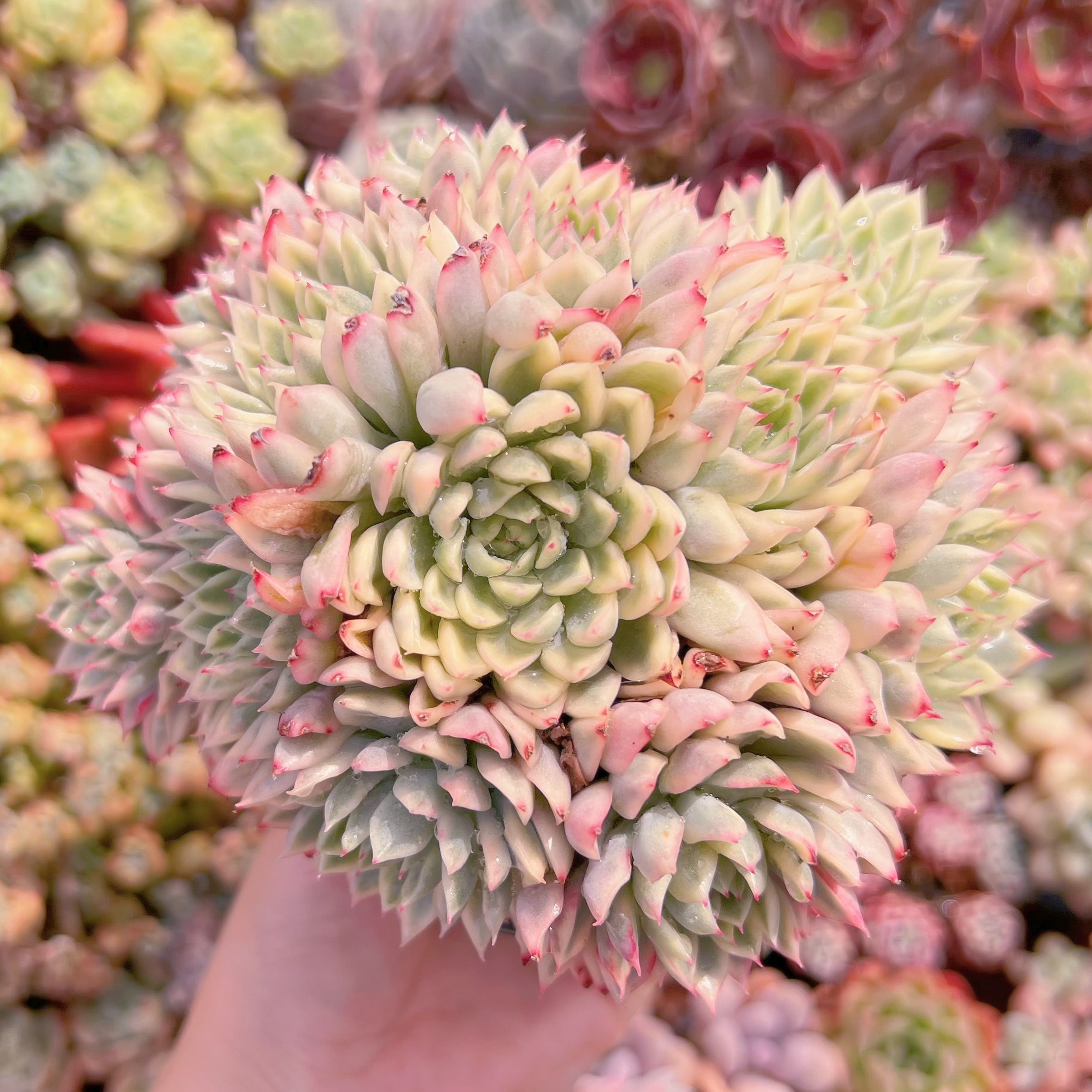 現品　女雛錦#1123　群生　るる農園