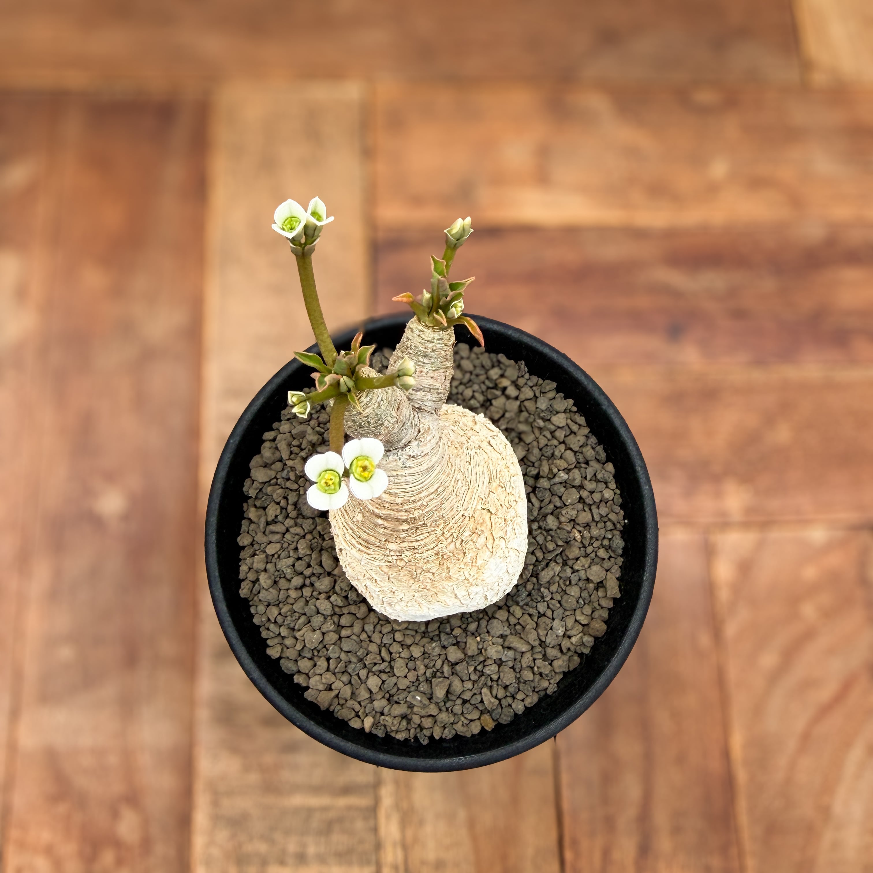 Euphorbia spannringii【ユーフォルビア・スパンリンギー(フィッシュ
