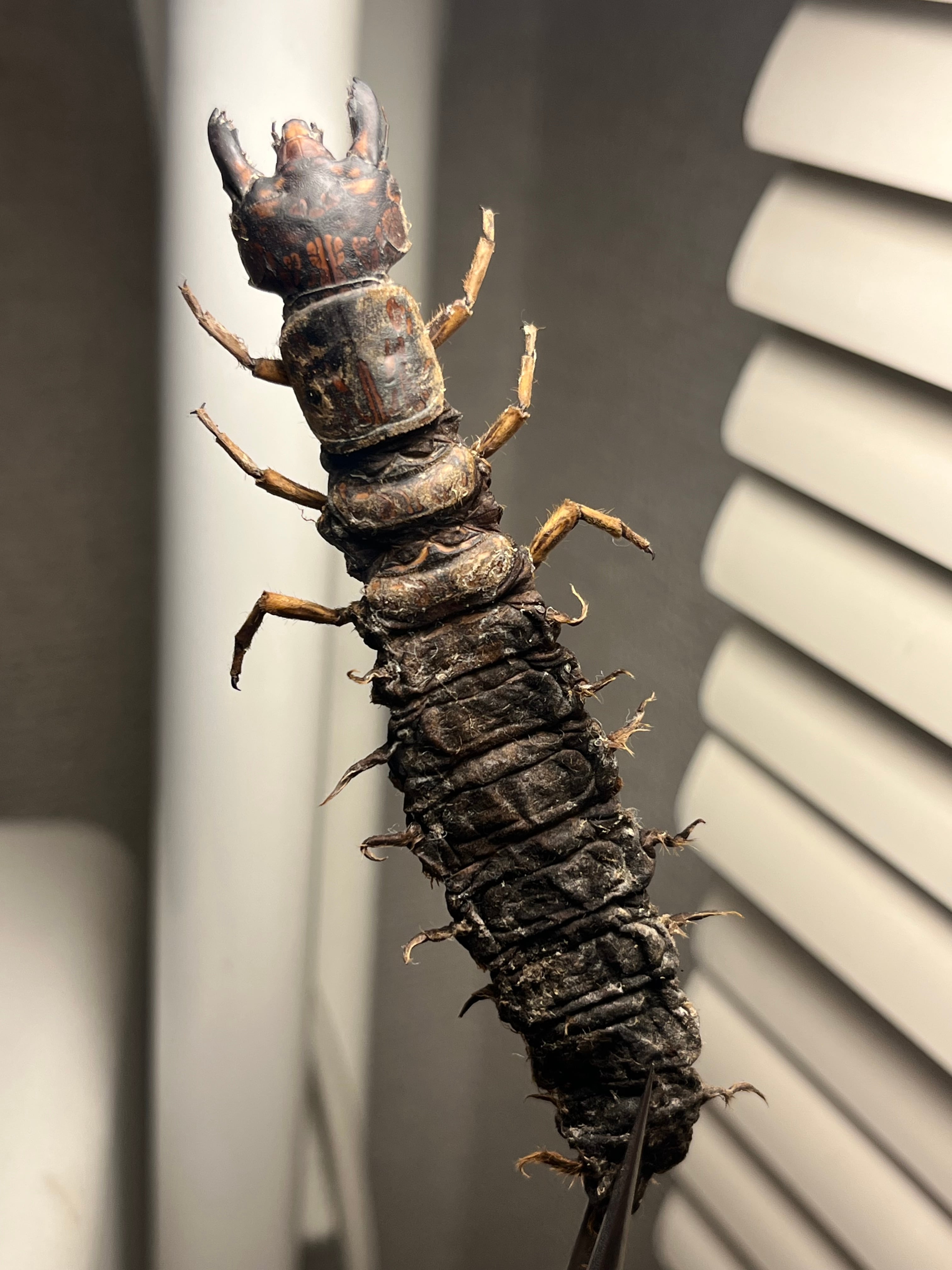 蜻蛉最大種】Palpares sp.アミメカゲロウウスバカゲロウトンボゼミセミ