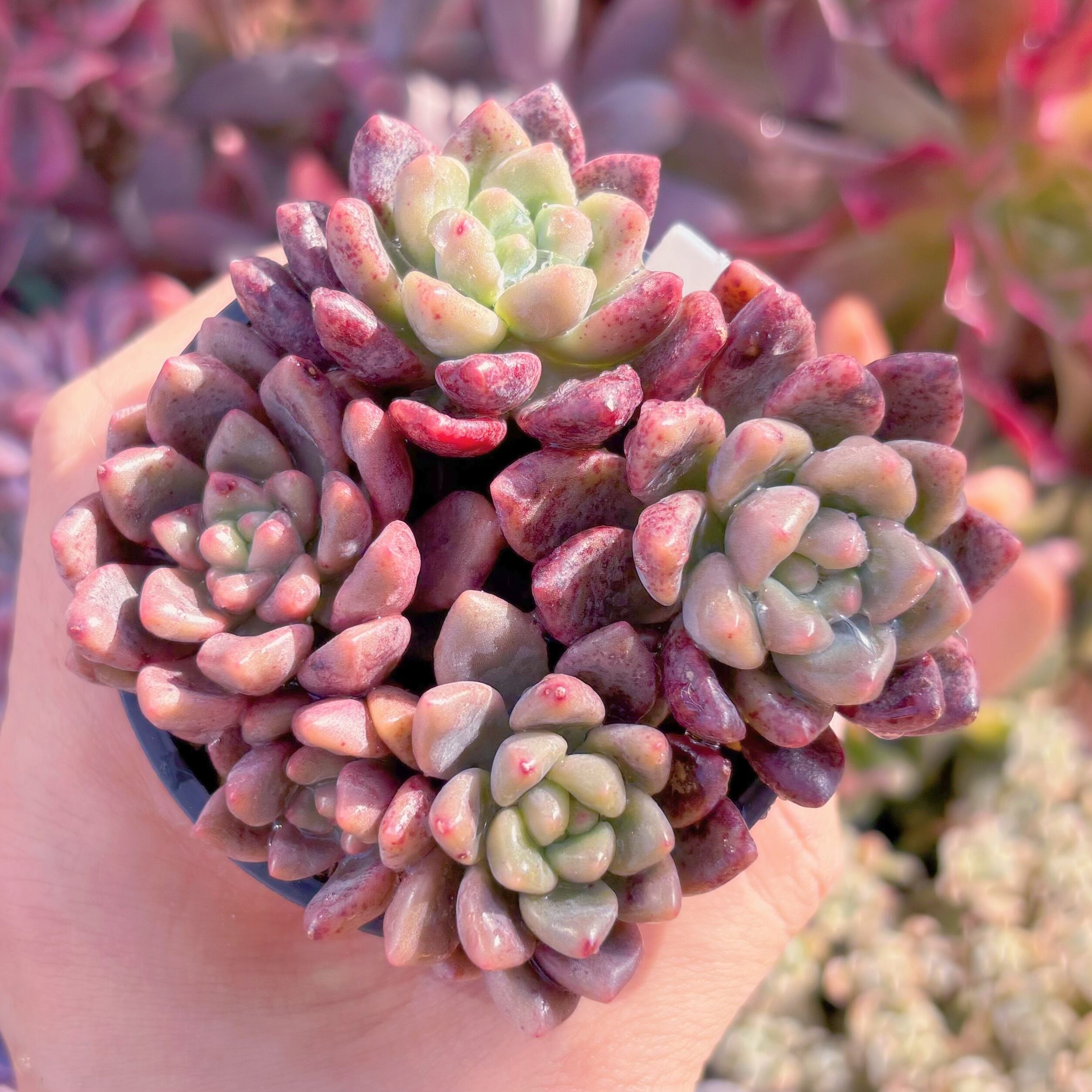 現品　シャネル#726　るる農園