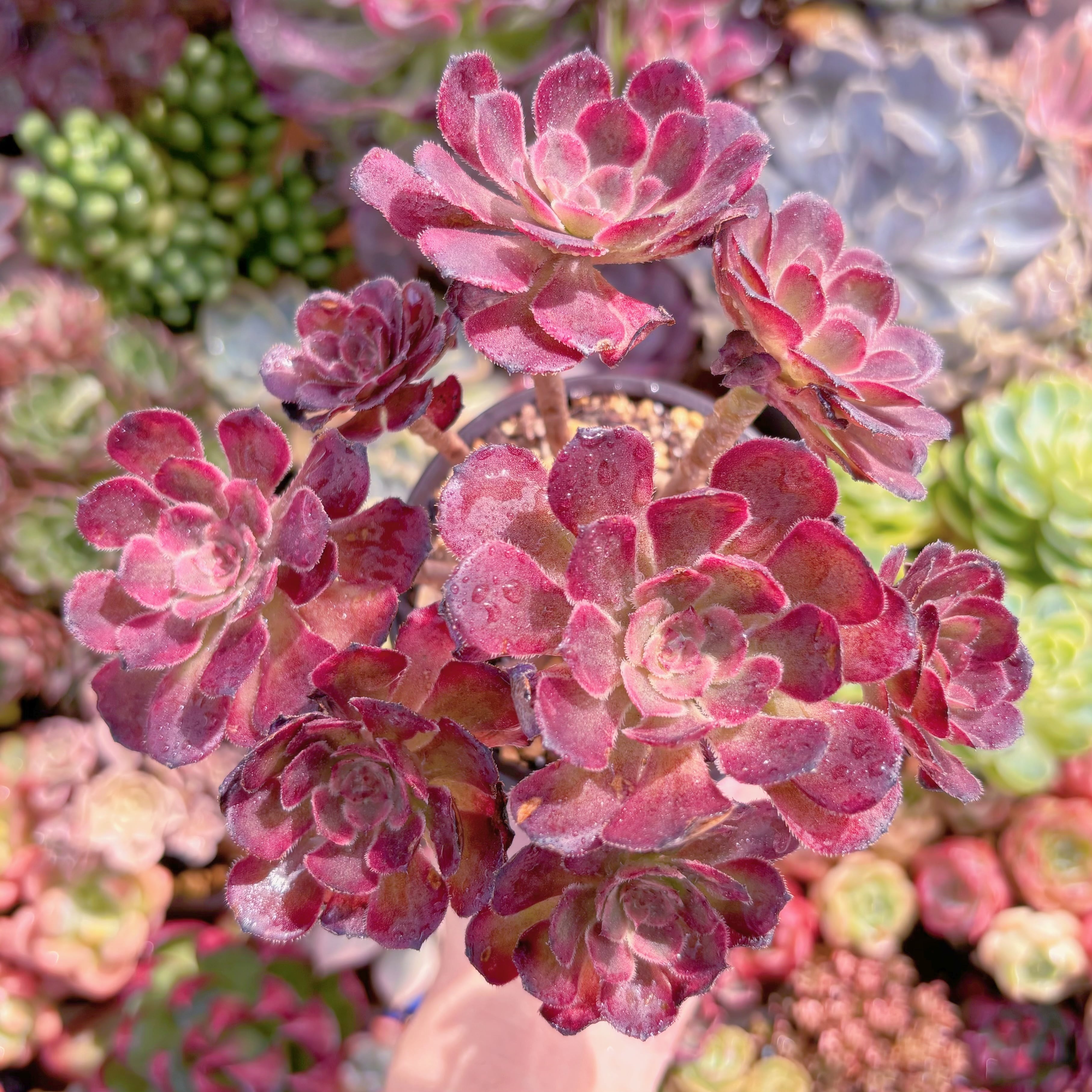 現品　ブラックチェリー#B11　大群生　るる農園