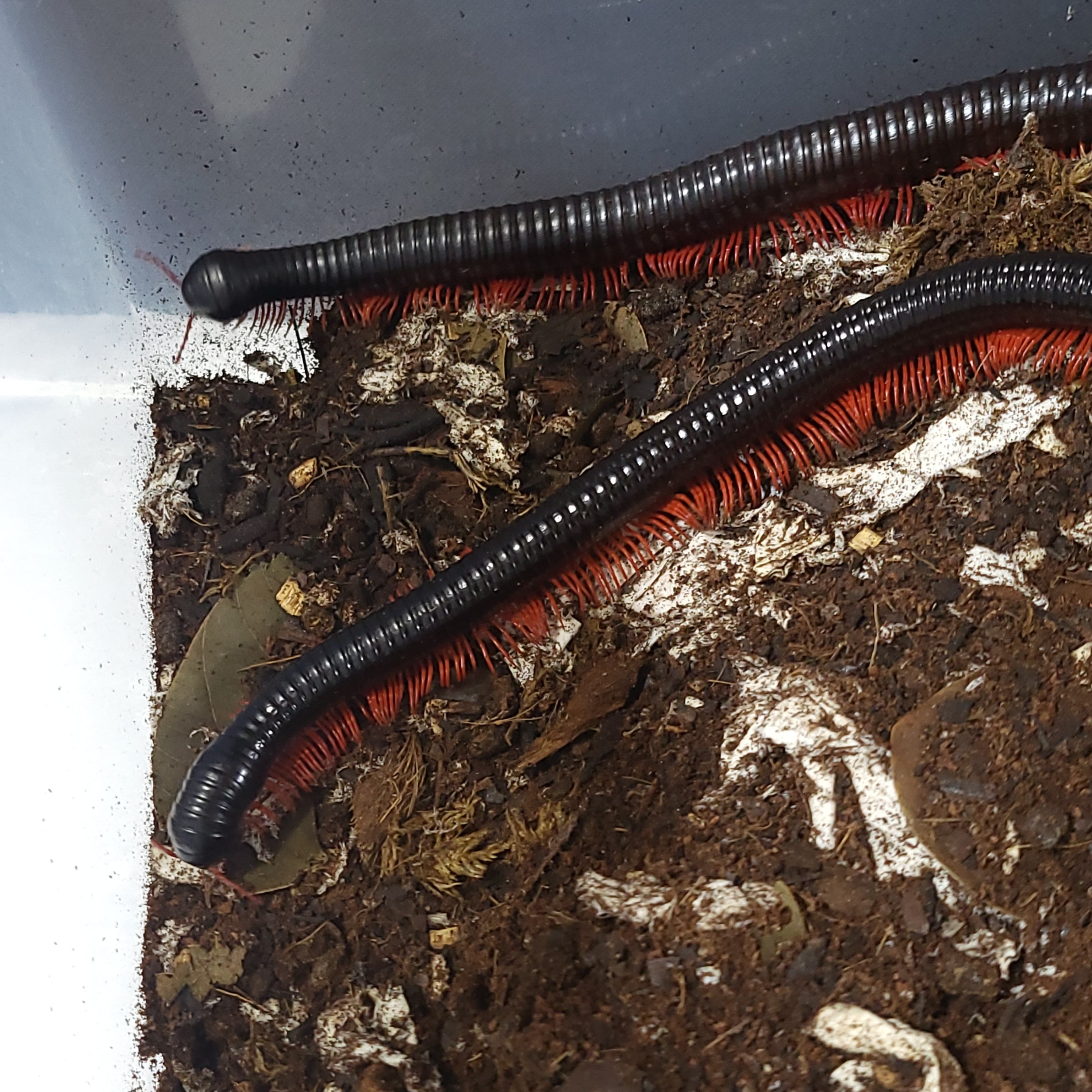 超特大】ベトナムオオヤスデの標本 昆虫標本 タランチュラ ムカデ