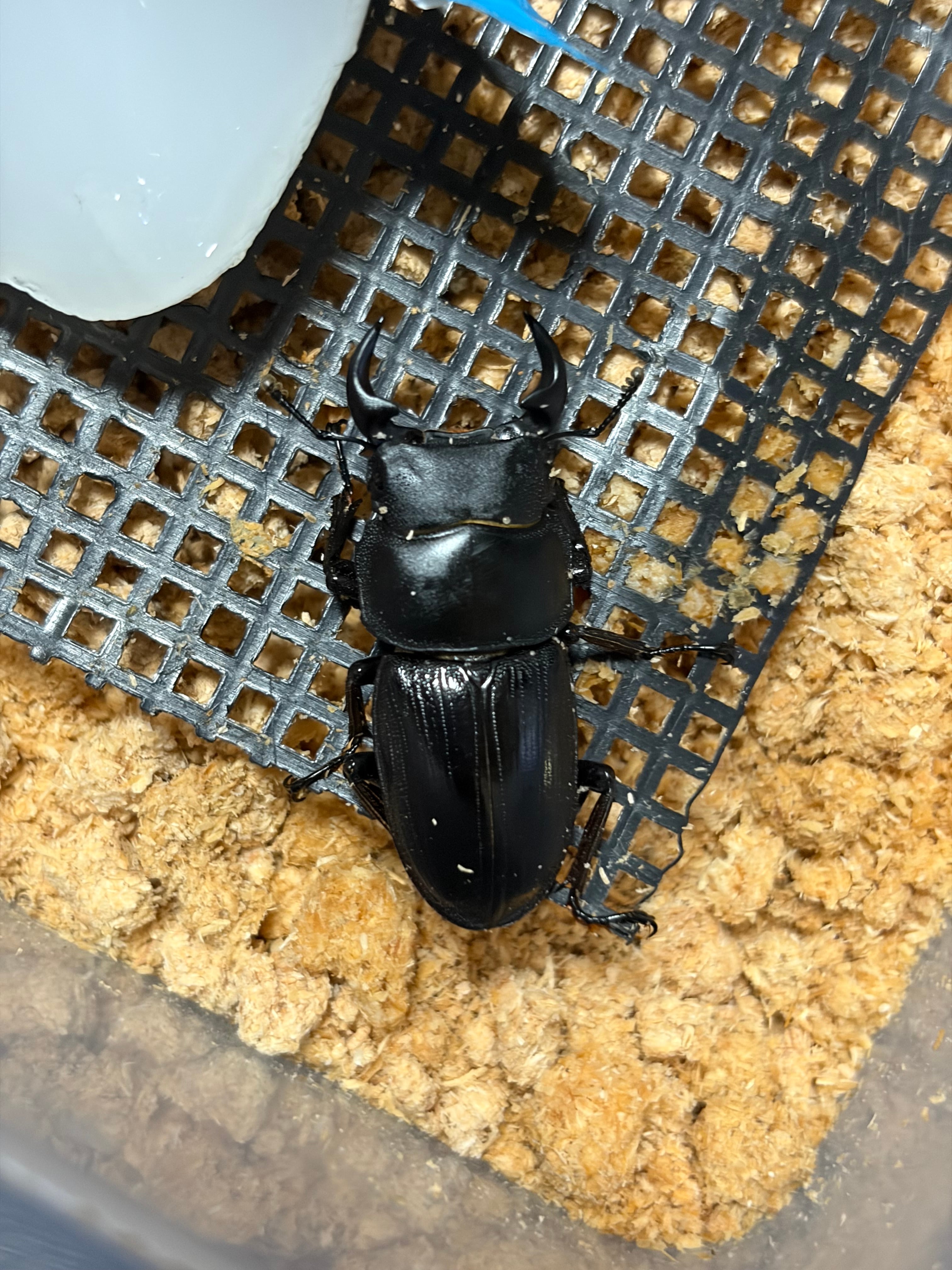 4mm】アカガネオオコブハムシ 赤銅色 コメツキムシ昆虫標本甲虫