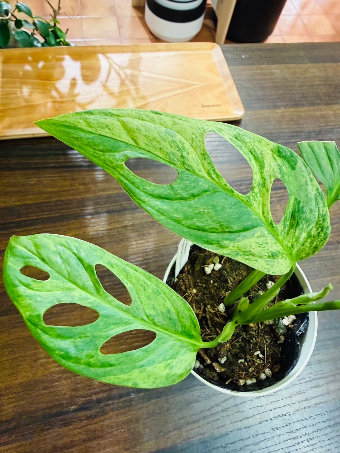 アダンソニー ミント バリエガータ ① モンステラ 観葉植物 3.0号 希少