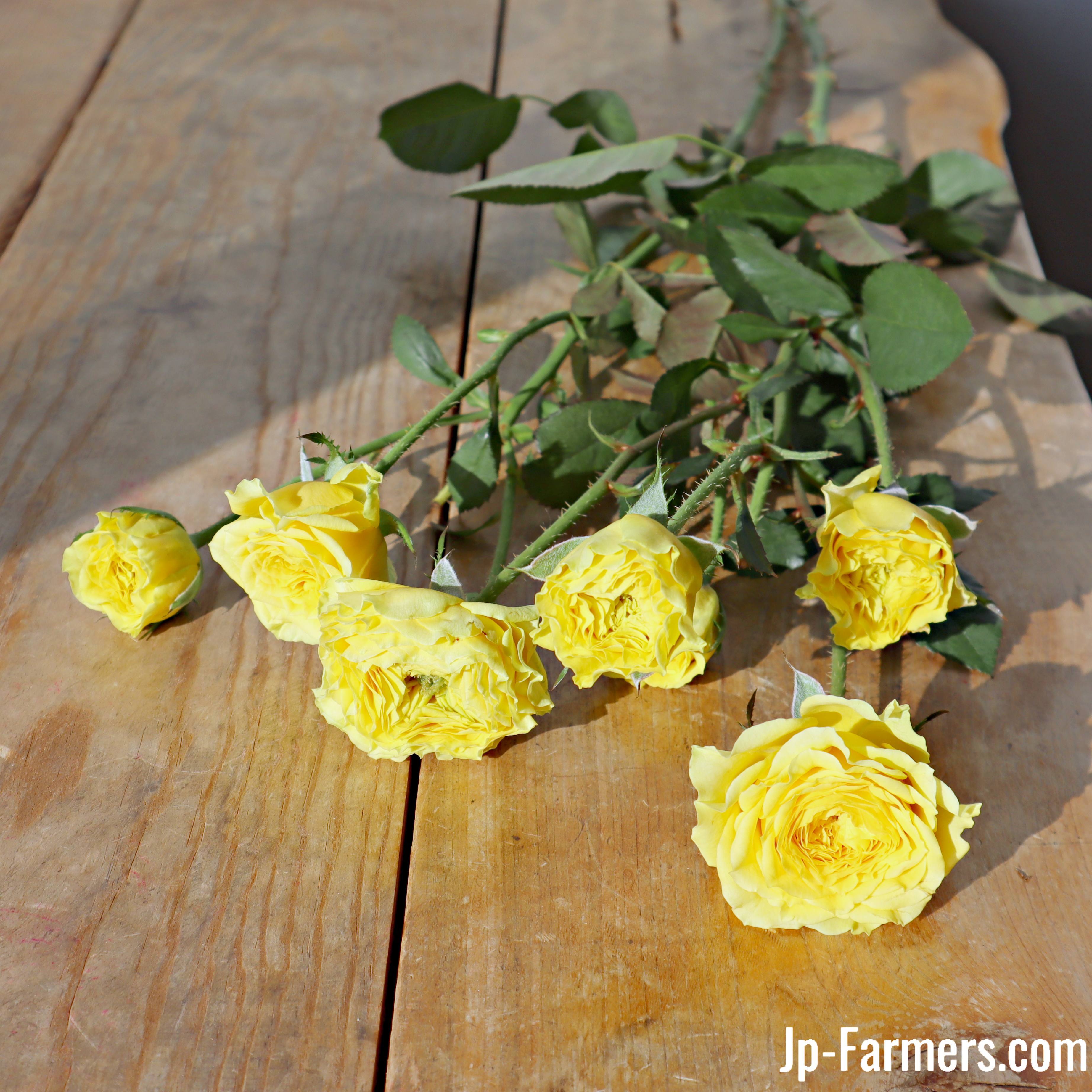 おすすめ新品種 FINEROSE ☆SPバラ 品種名：ライムローズ