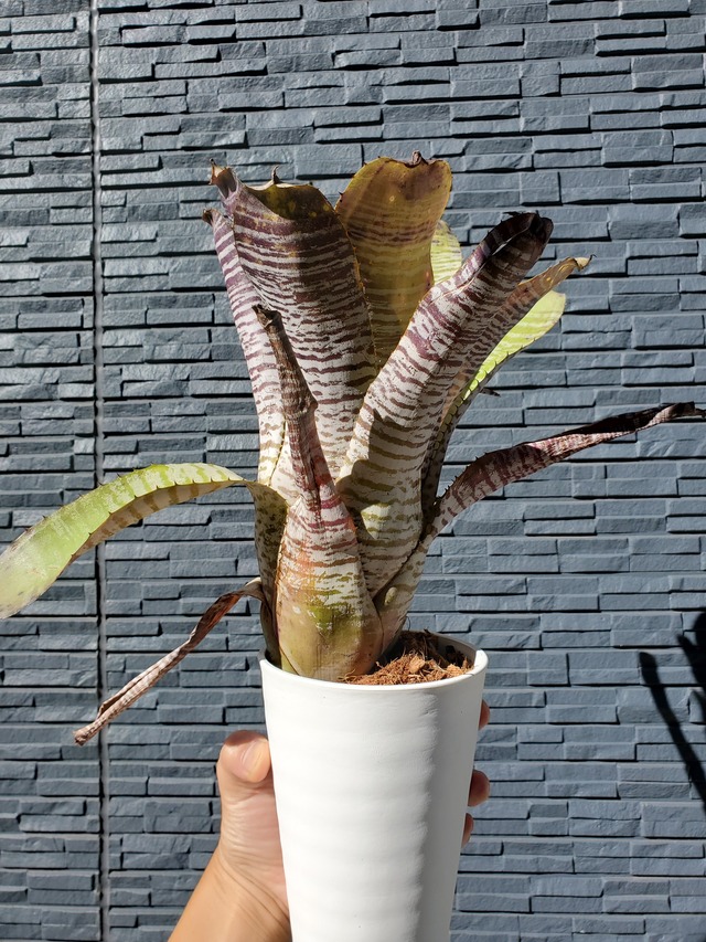 Achmea chantinii De Leon 【artPLANTs】エクメア/タンクブロメリア