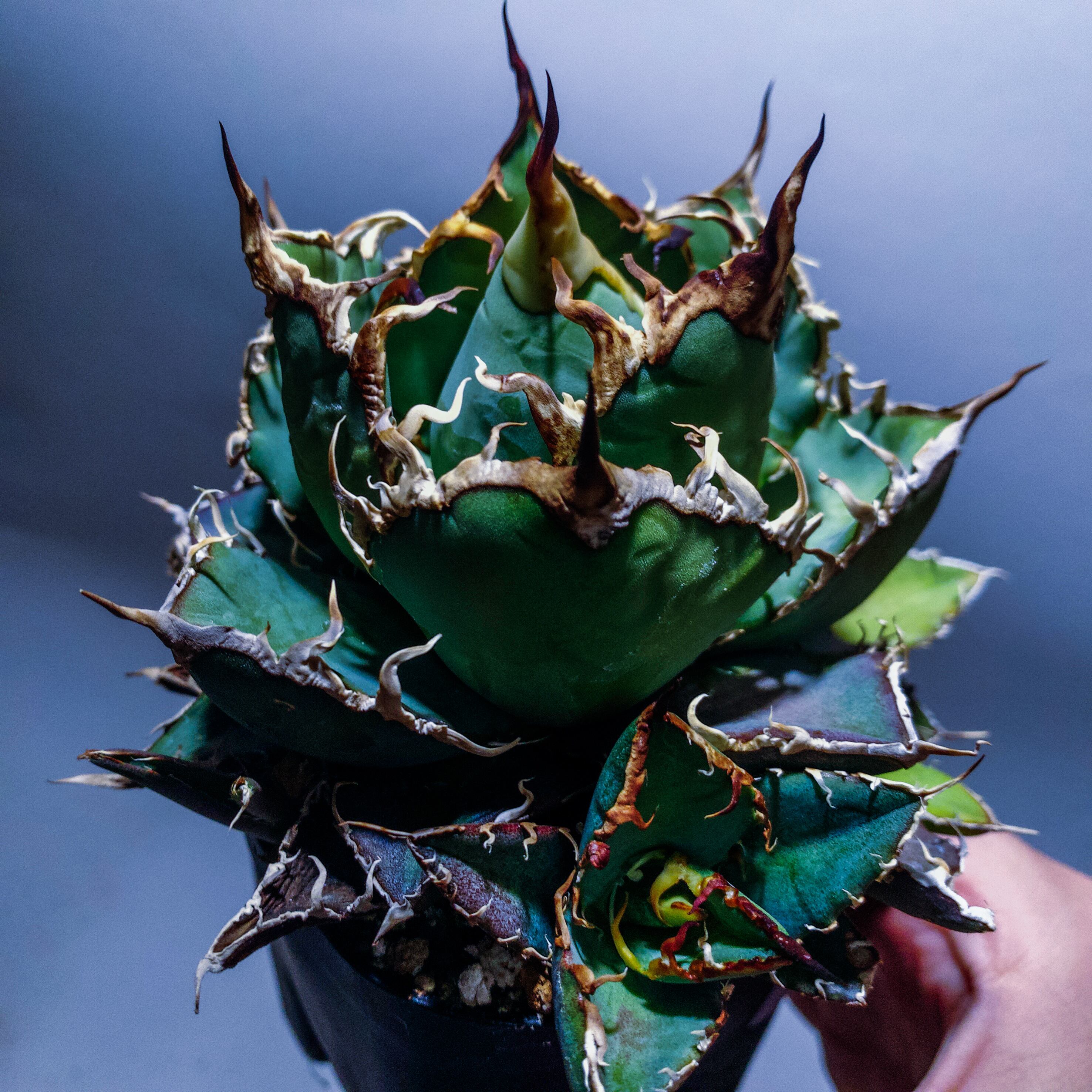 アガベ オアハカベイビーズ 中株 プランツレター】アガベ オテロイ オアハカ・ベイビーズ/ベビー