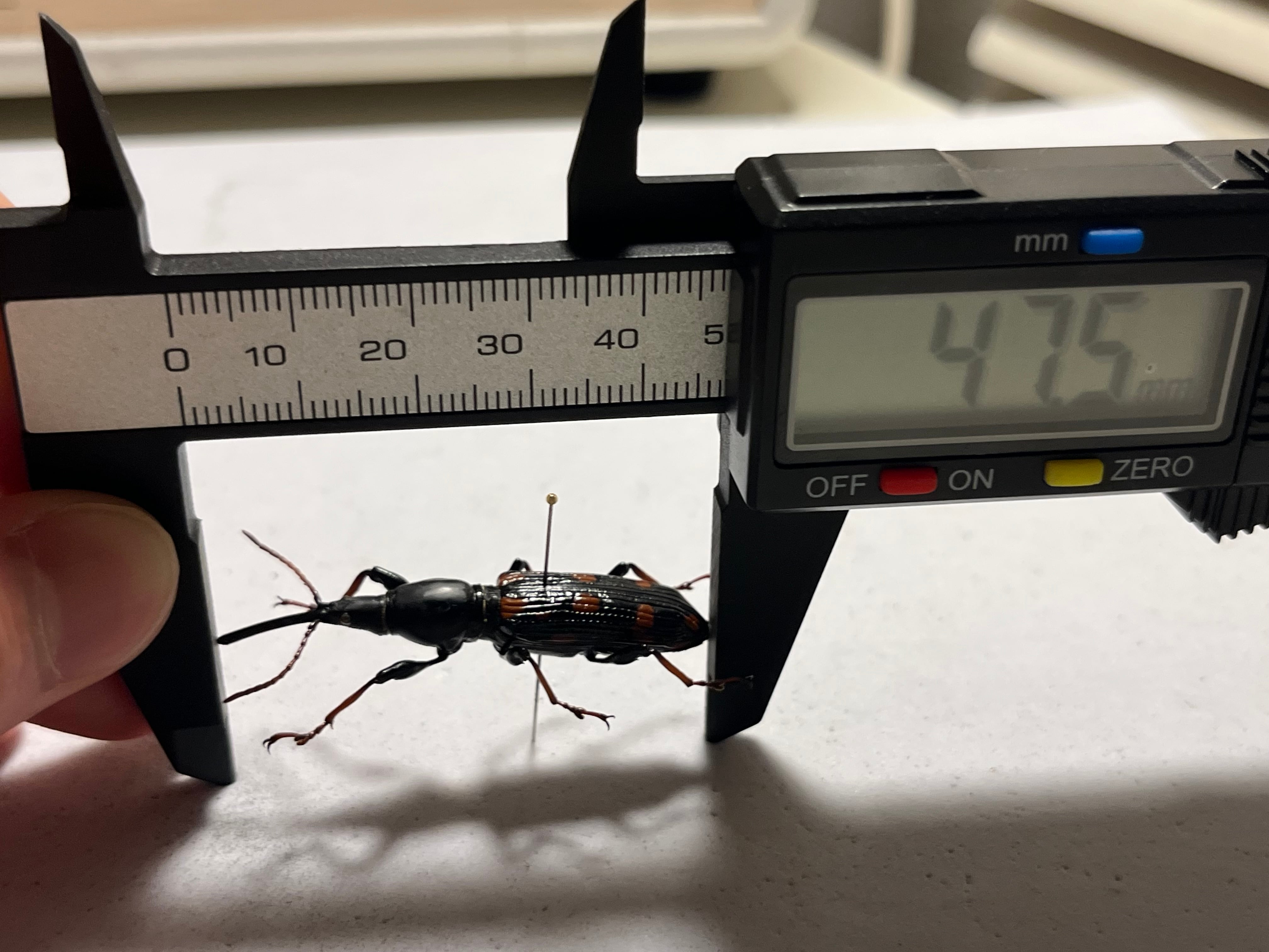 47mm♀】オウサマミツギリゾウムシ 標本 ゴミムシダマシ テントウムシ