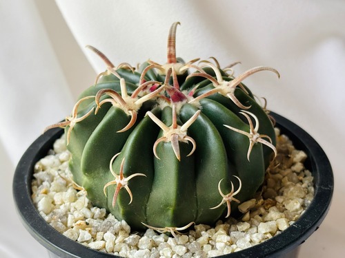 Echinocactus texensis　エキノカクタス　綾波　武蔵　サボテン