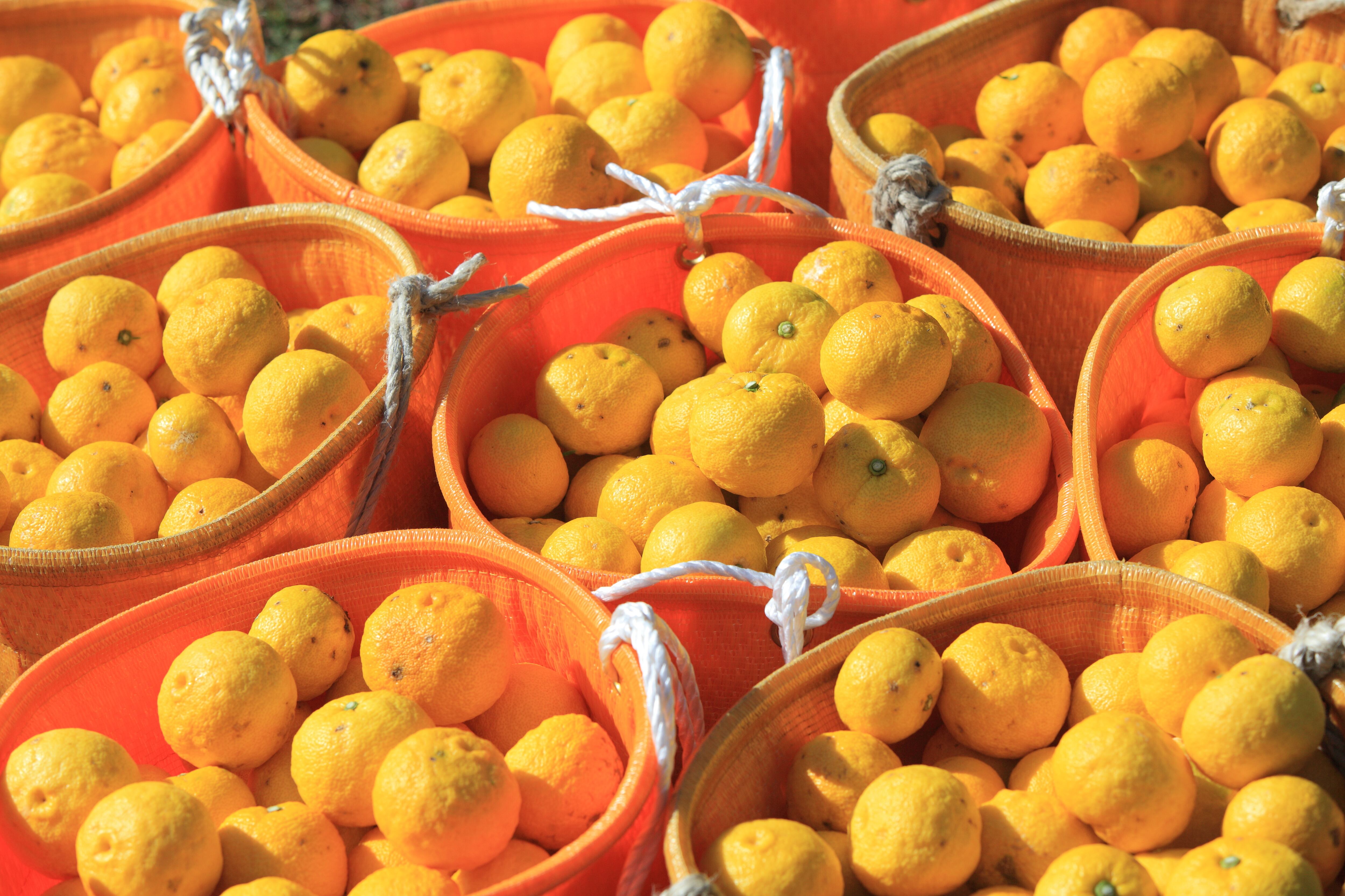 黄ゆず 規格外品 約20kg | 千光士農園