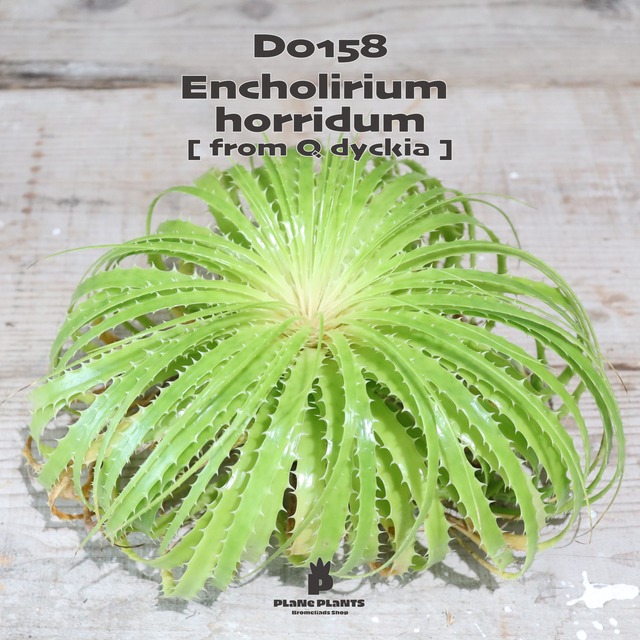 【送料無料】Encholirium horridum《ベアルート株》〔エンコリリウム〕現品発送D0157